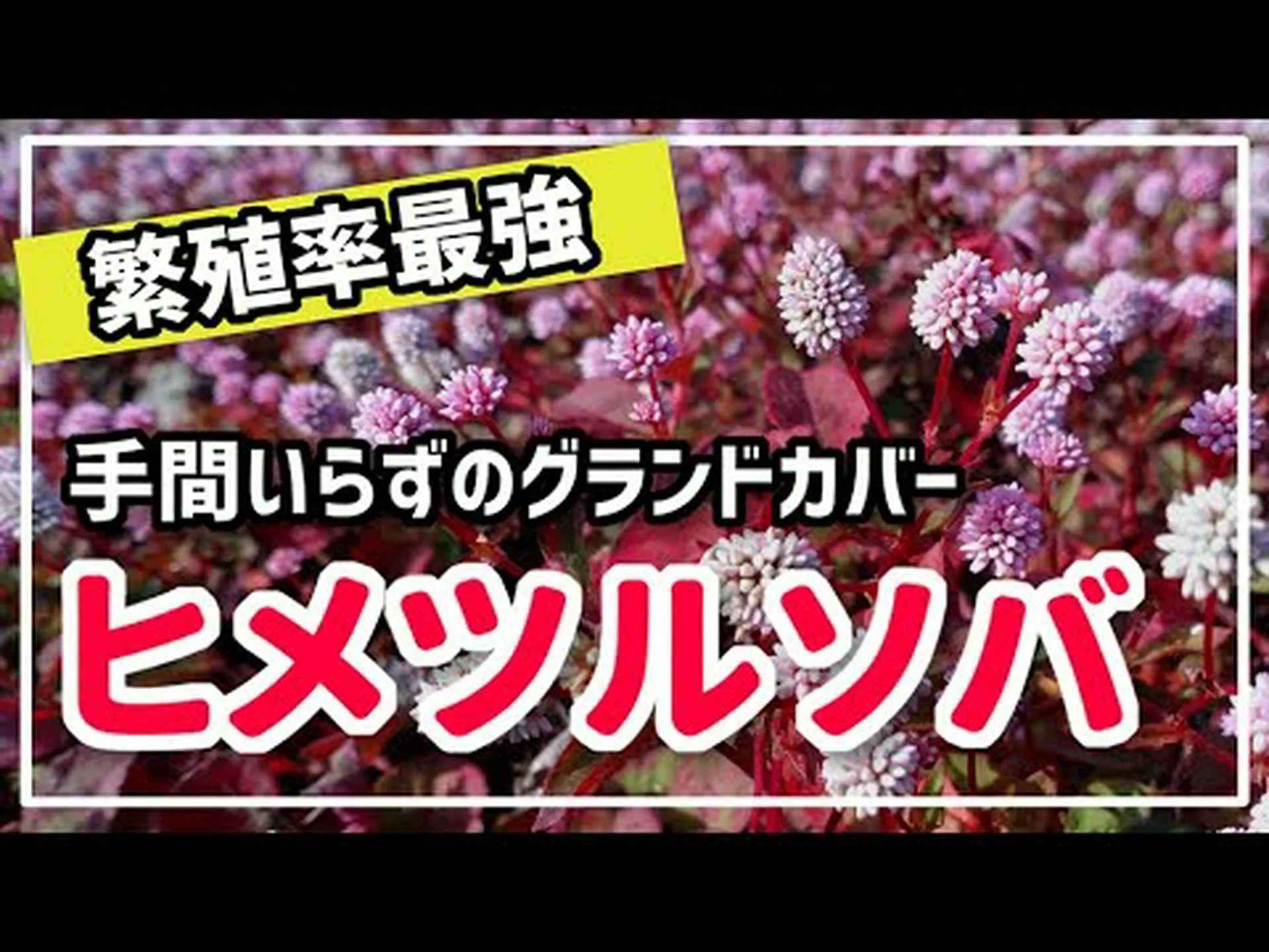 ガードナーのエスカロニア、オルガン山脈のエスカロニア ガードナーのエスカロニア、オルガン山脈のエスカロニア