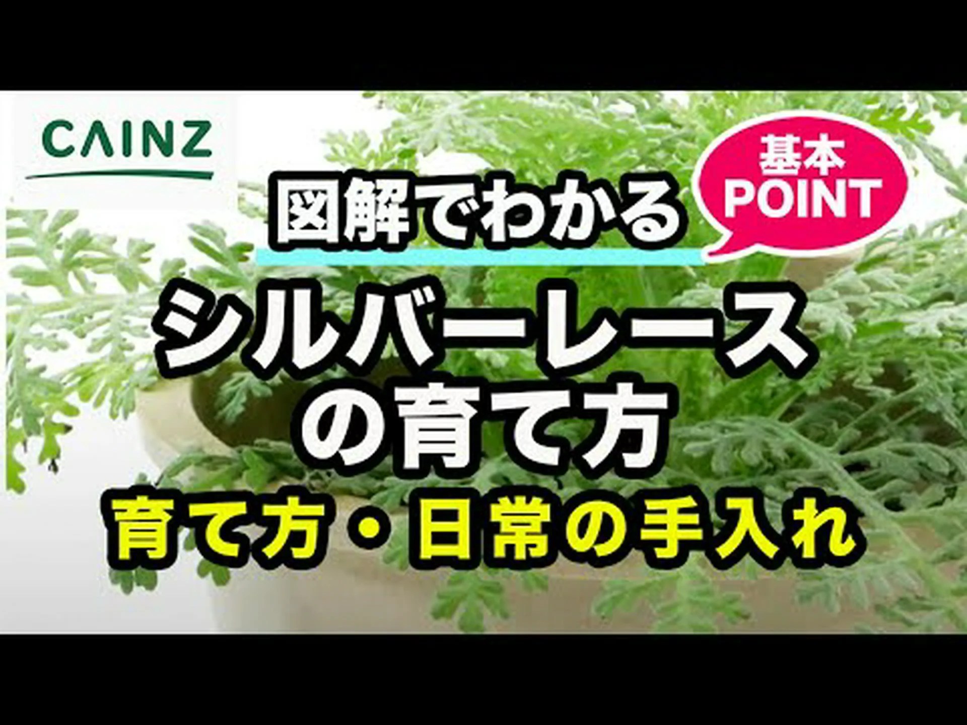 シルバータンジー、トルコまたはシリアタンジー、シルバーレース シルバータンジー、トルコまたはシリアタンジー、シルバーレース