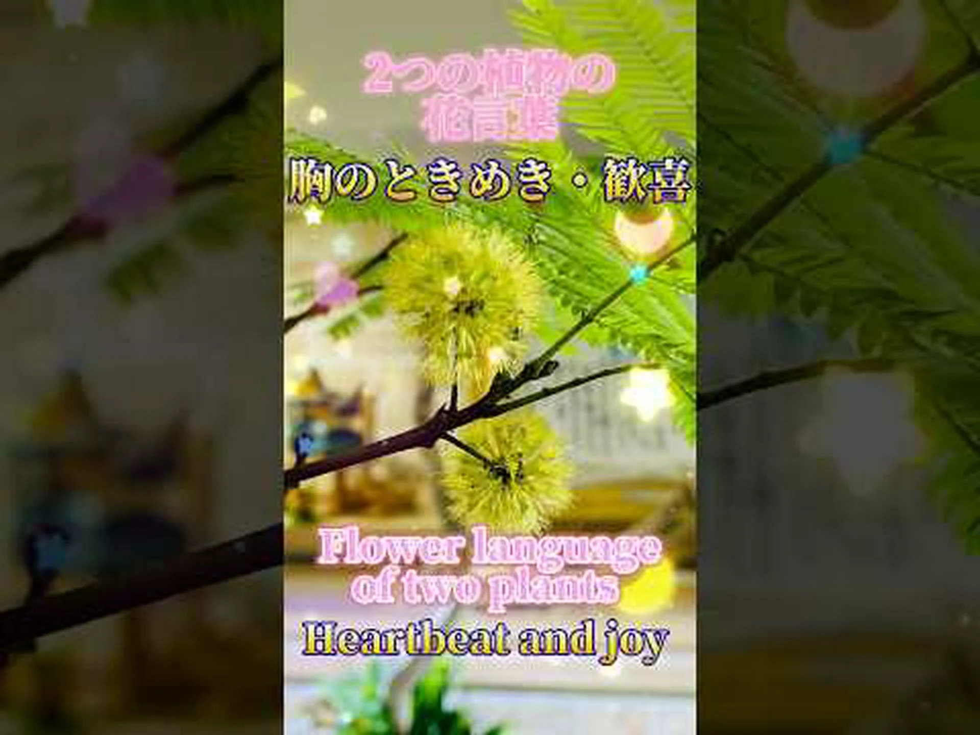 ネムノキ ネムノキ