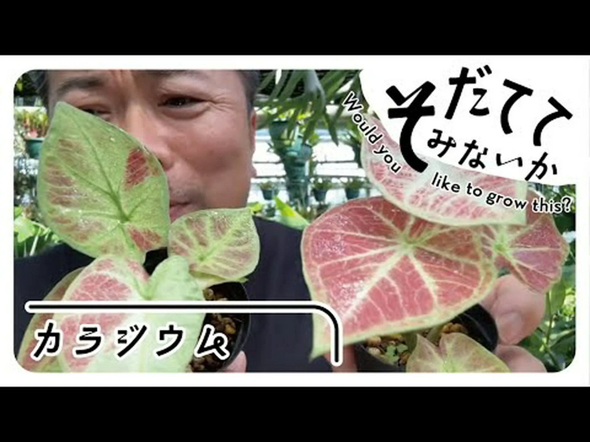 バイカラーカラジウム、天使の羽 バイカラーカラジウム、天使の羽