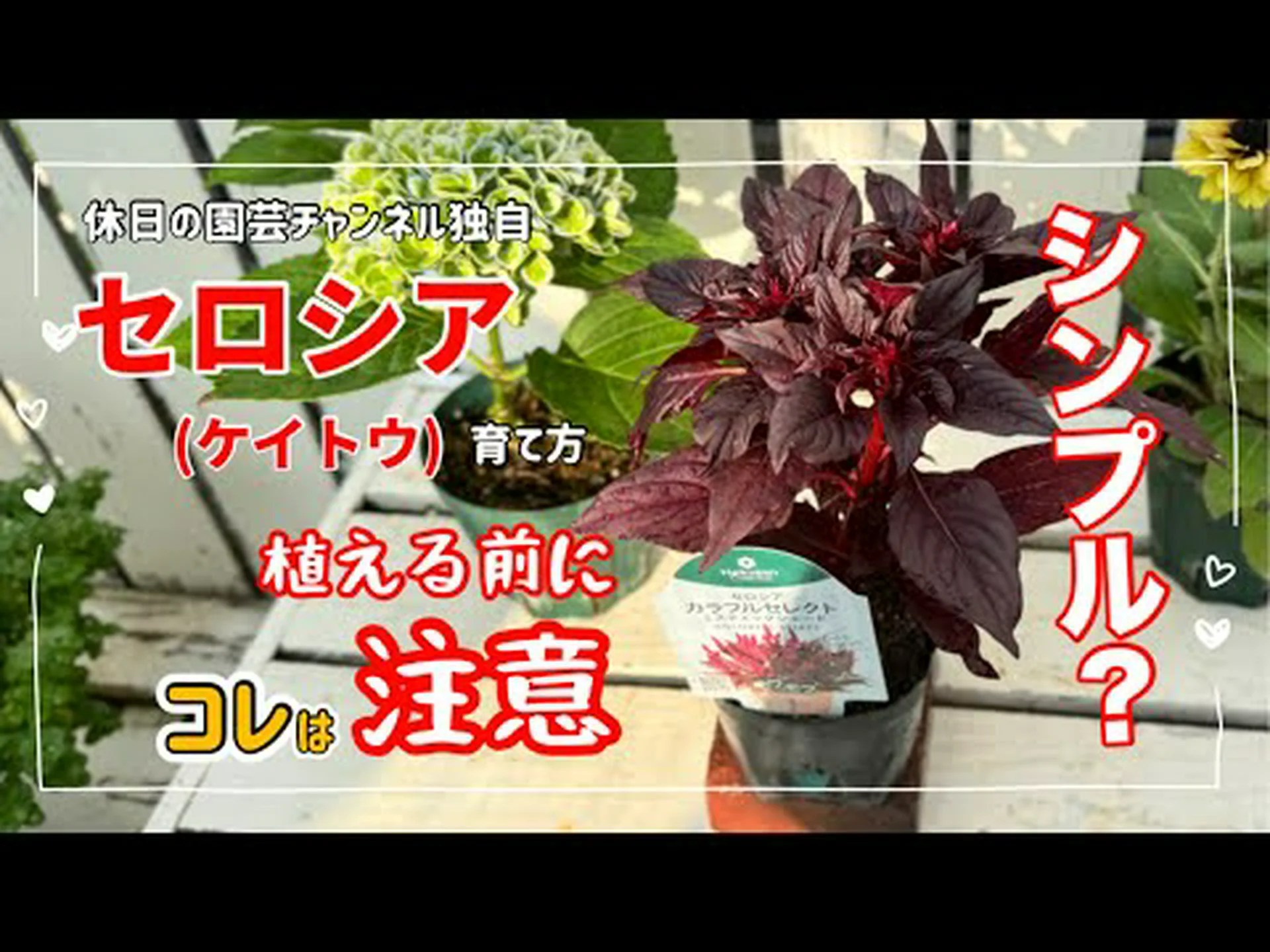 プラムセケイトウ プラムセケイトウ