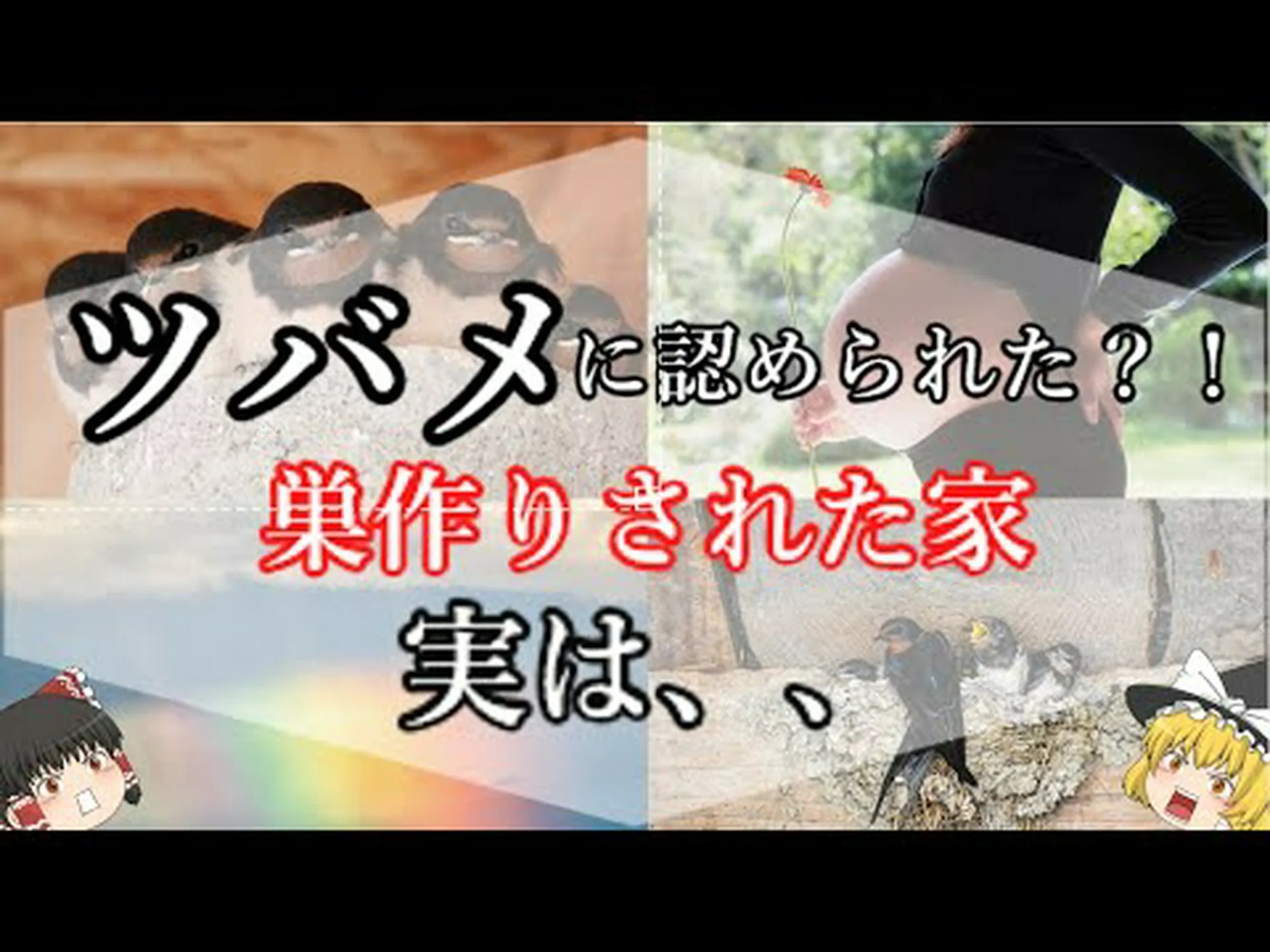 ツバメの巣シダ ツバメの巣シダ