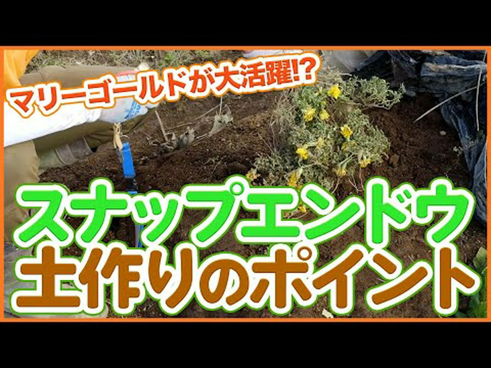 曲葉エレカンパン、狭葉エレカンパン、ドワーフエレカンパン 曲葉エレカンパン、狭葉エレカンパン、ドワーフエレカンパン