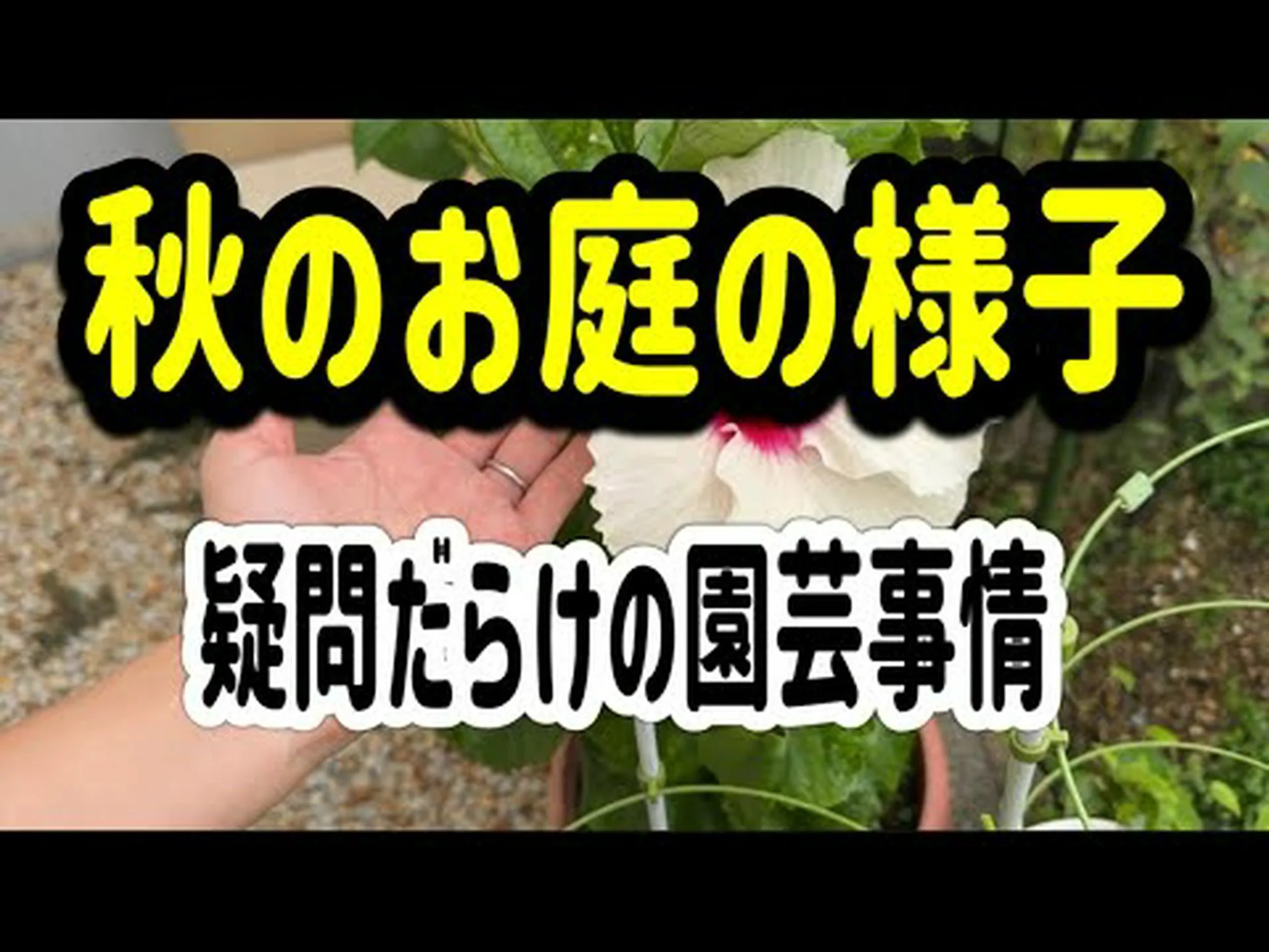 スカーレットピンパーネル、ハコベ スカーレットピンパーネル、ハコベ