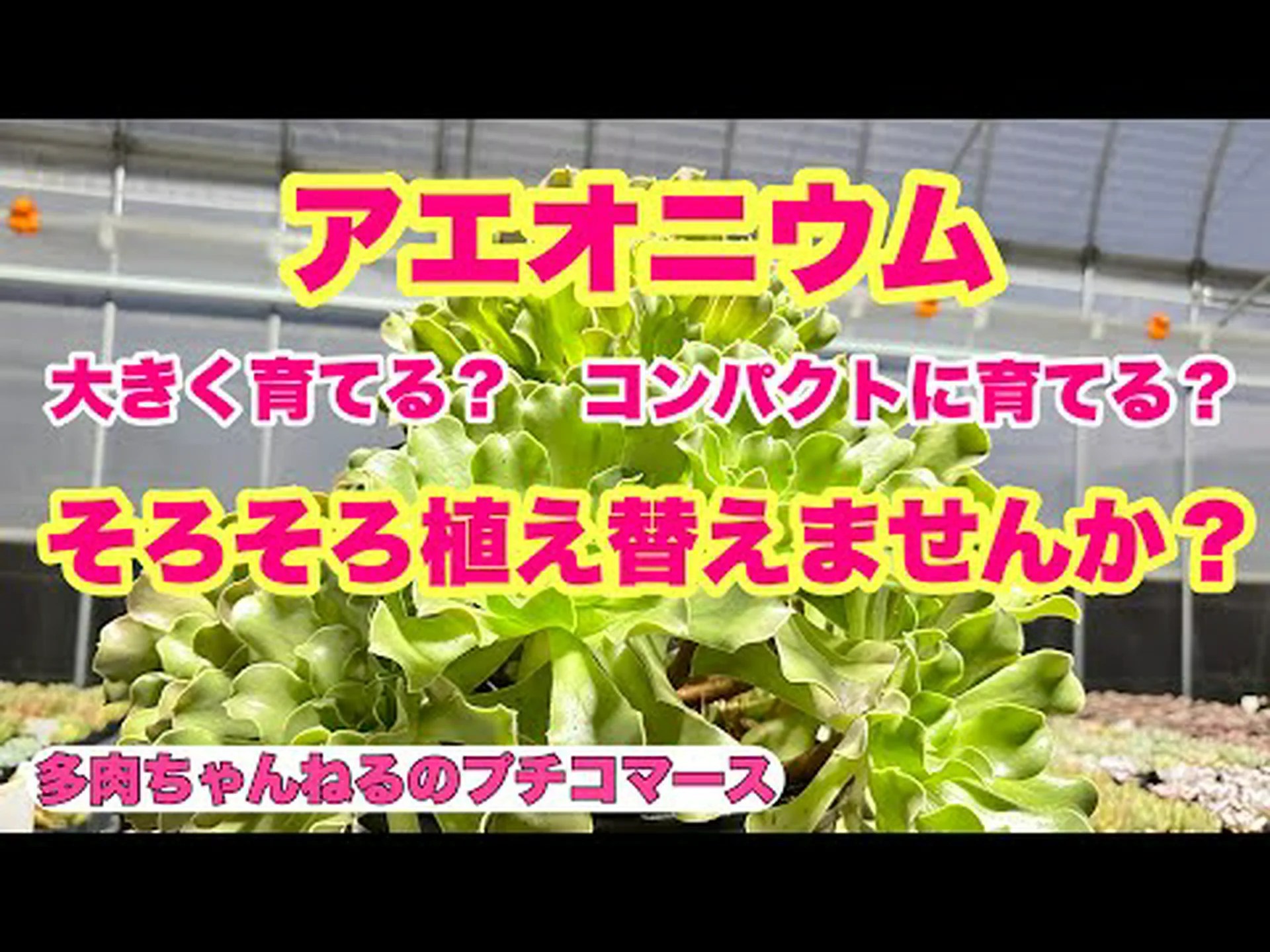パープルアエオニウム パープルアエオニウム