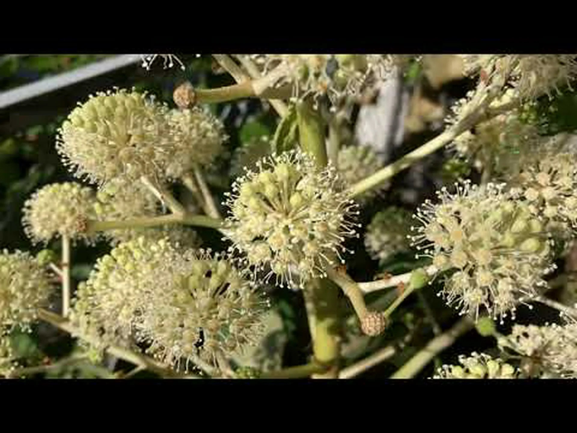 タイワンヤツデ、ポリカープヤツデ タイワンヤツデ、ポリカープヤツデ