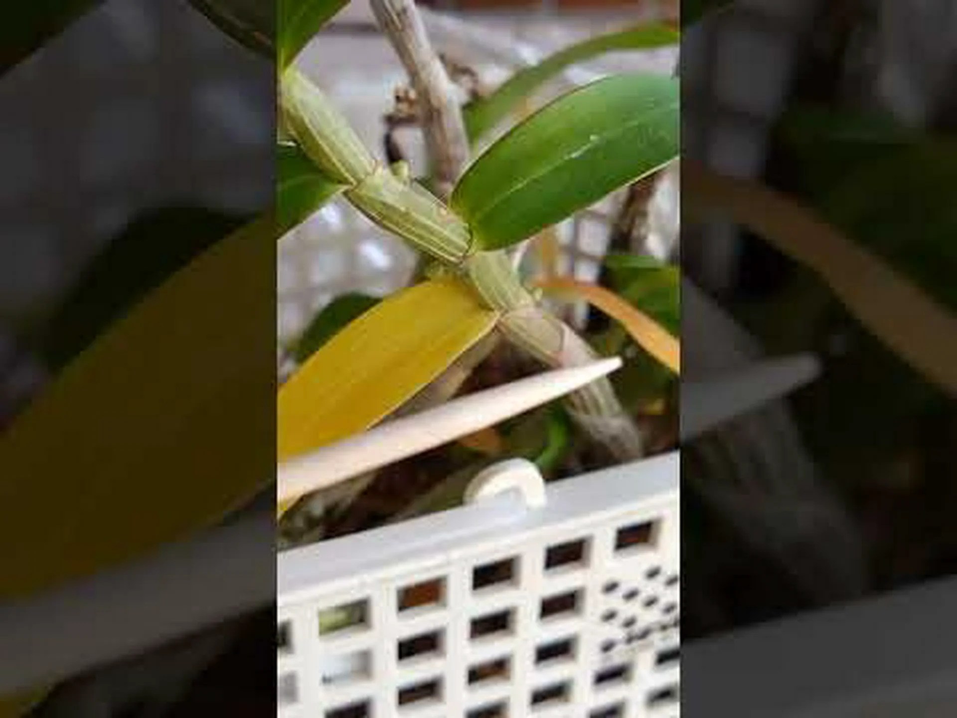 蘭、魅力的な植物 蘭、魅力的な植物