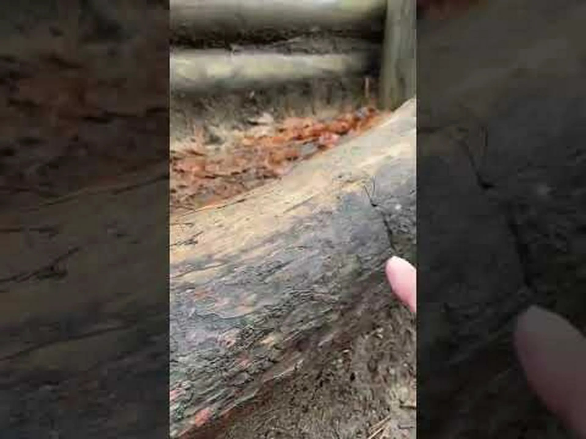 アルギロネテ、潜水蜘蛛 アルギロネテ、潜水蜘蛛