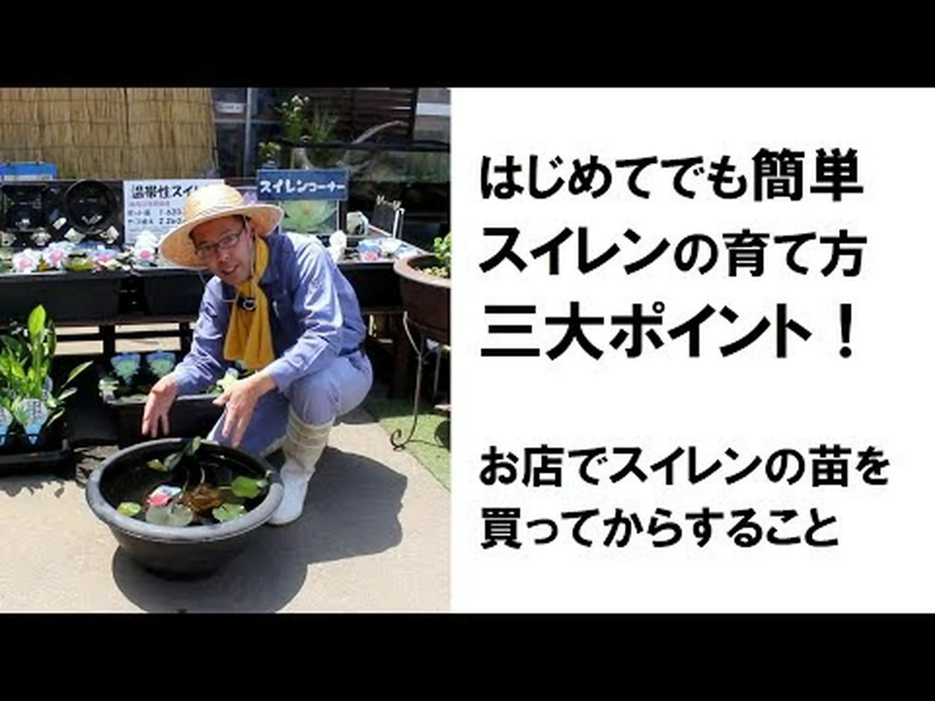 スイレンを鉢に植える スイレンを鉢に植える