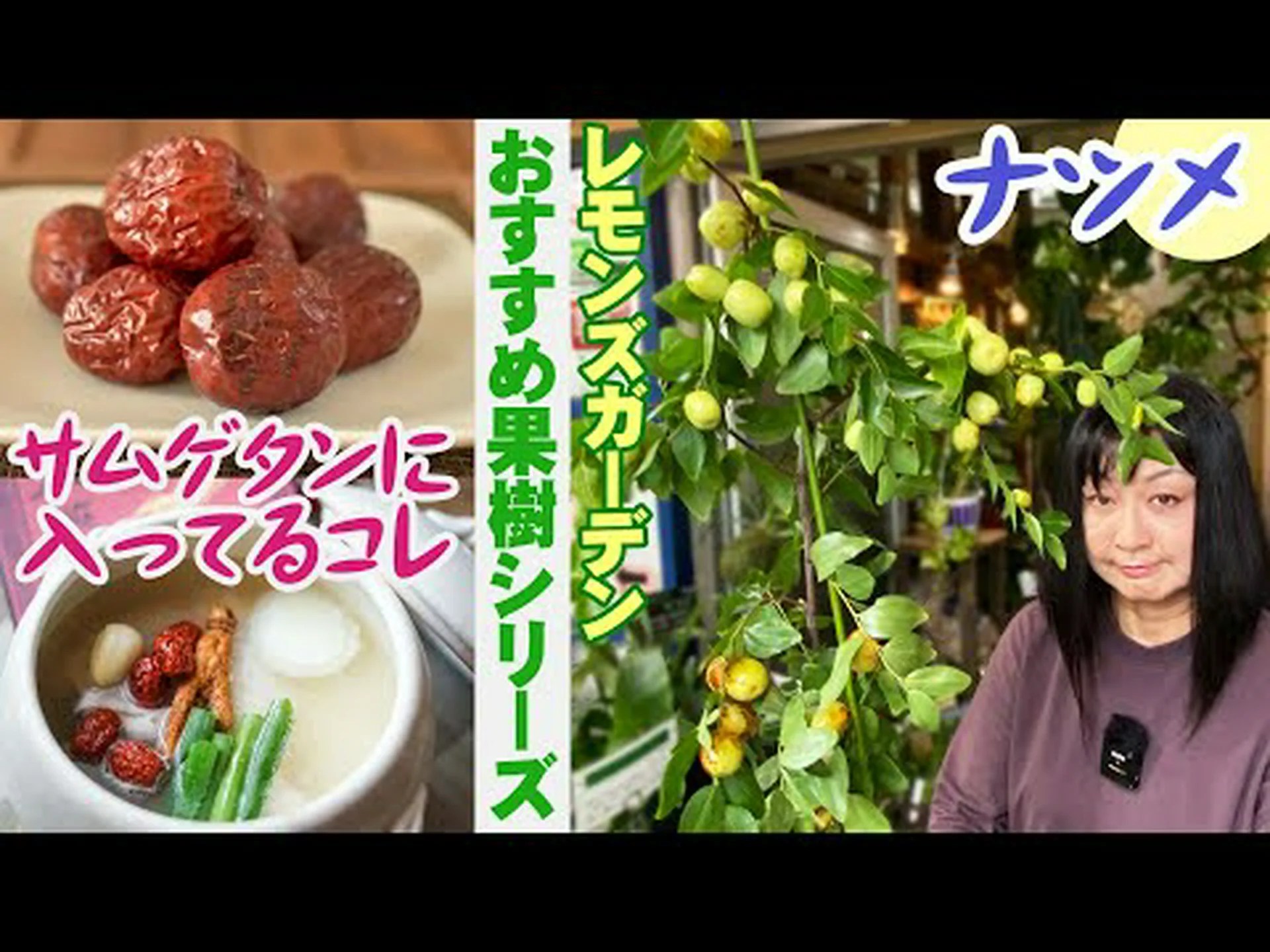 ナツメの木、明日の果樹 ナツメの木、明日の果樹