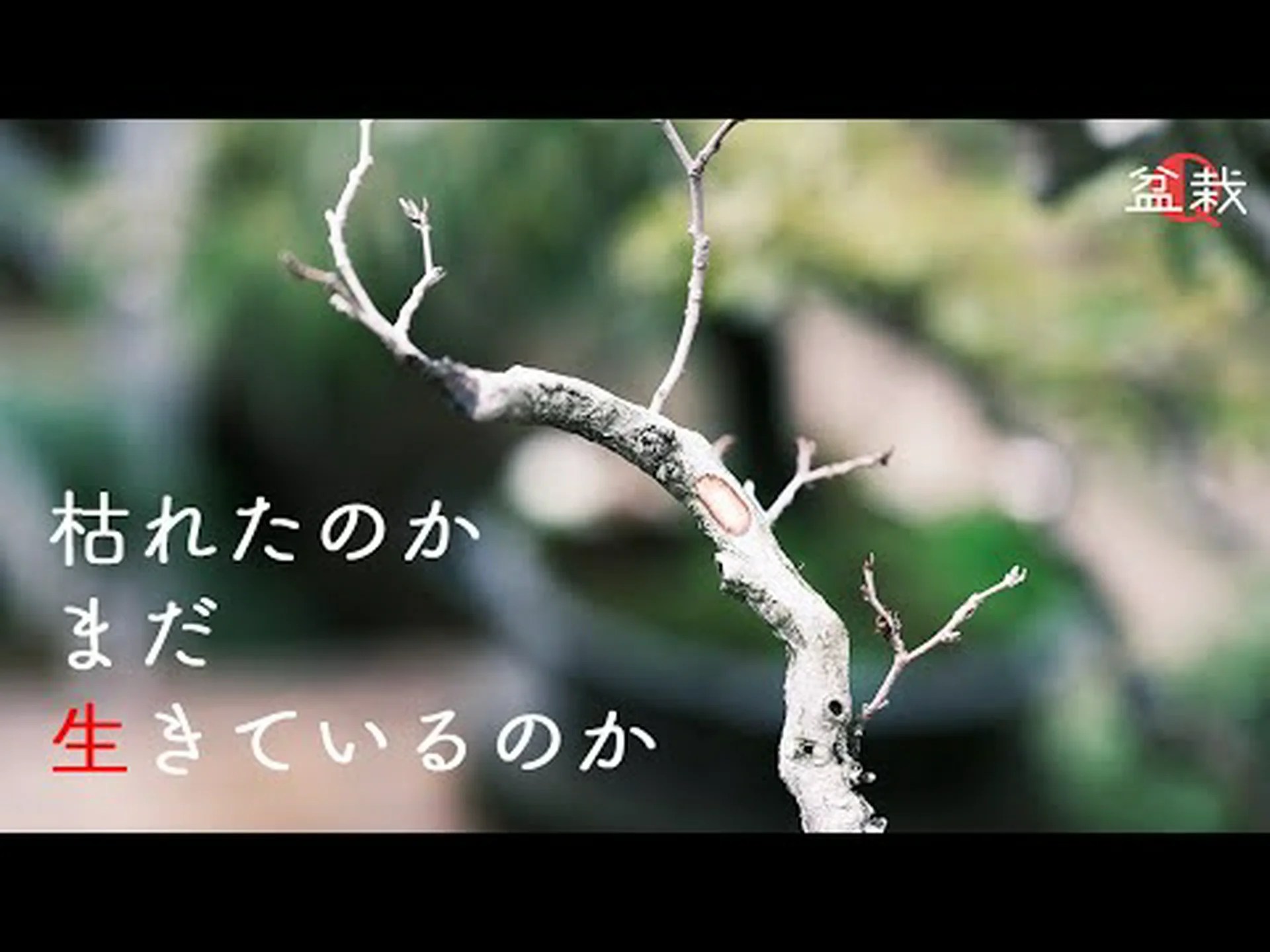 枯れた紅葉はどうすればいいの? 枯れた紅葉はどうすればいいの?