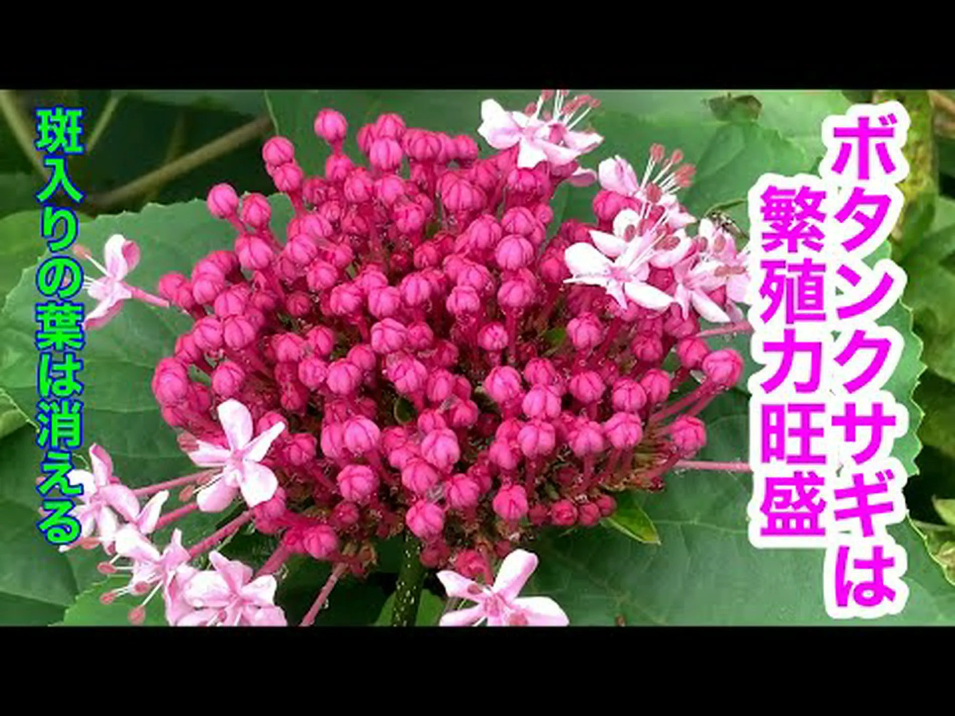 レッドイラクサ、オルヴァルオドリコソウ レッドイラクサ、オルヴァルオドリコソウ