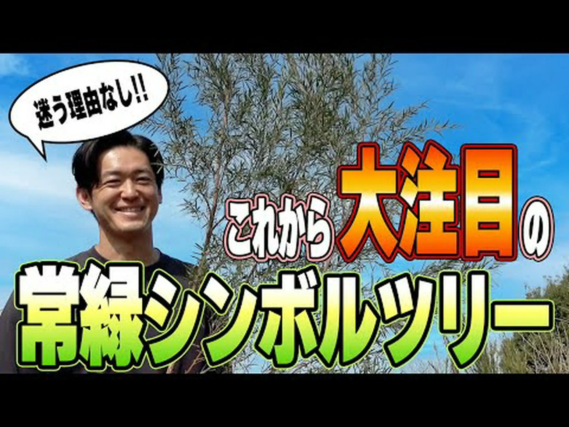 ティーツリー、お茶、中国椿、ティーツリーツバキ ティーツリー、お茶、中国椿、ティーツリーツバキ