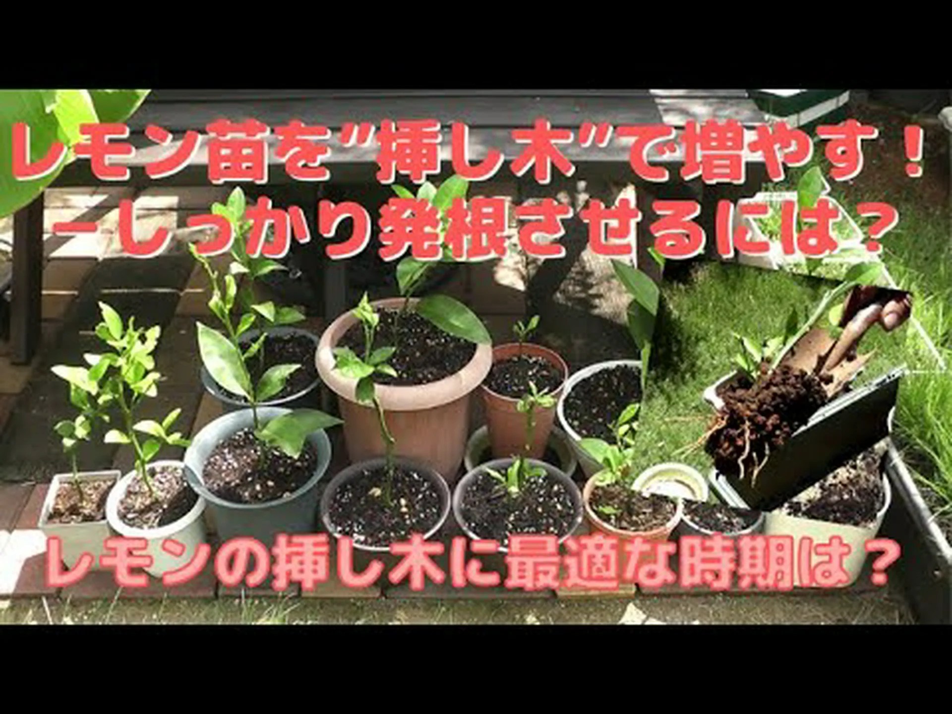 根の挿し木 根の挿し木