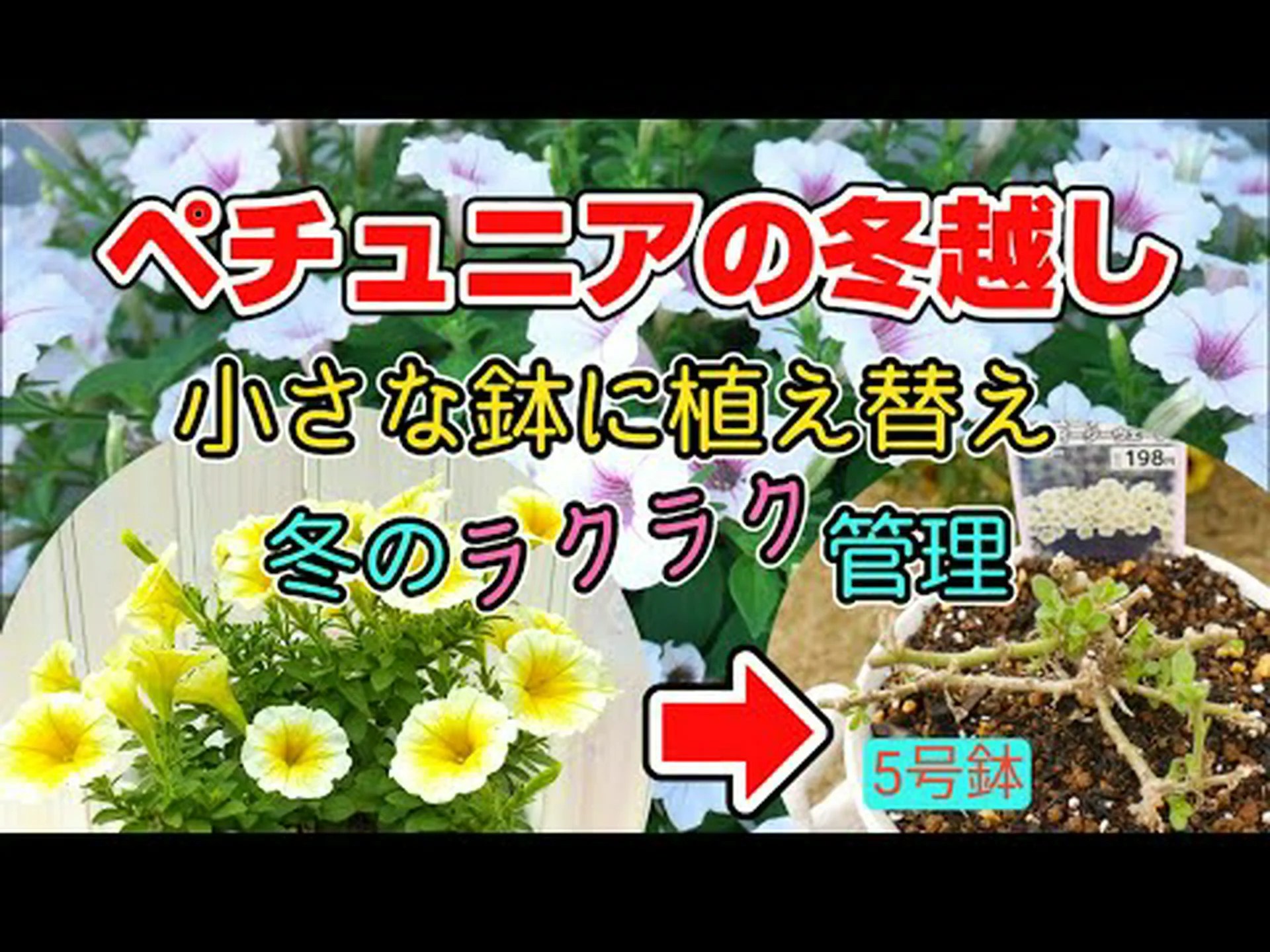 鉢植えのペチュニアの越冬 鉢植えのペチュニアの越冬