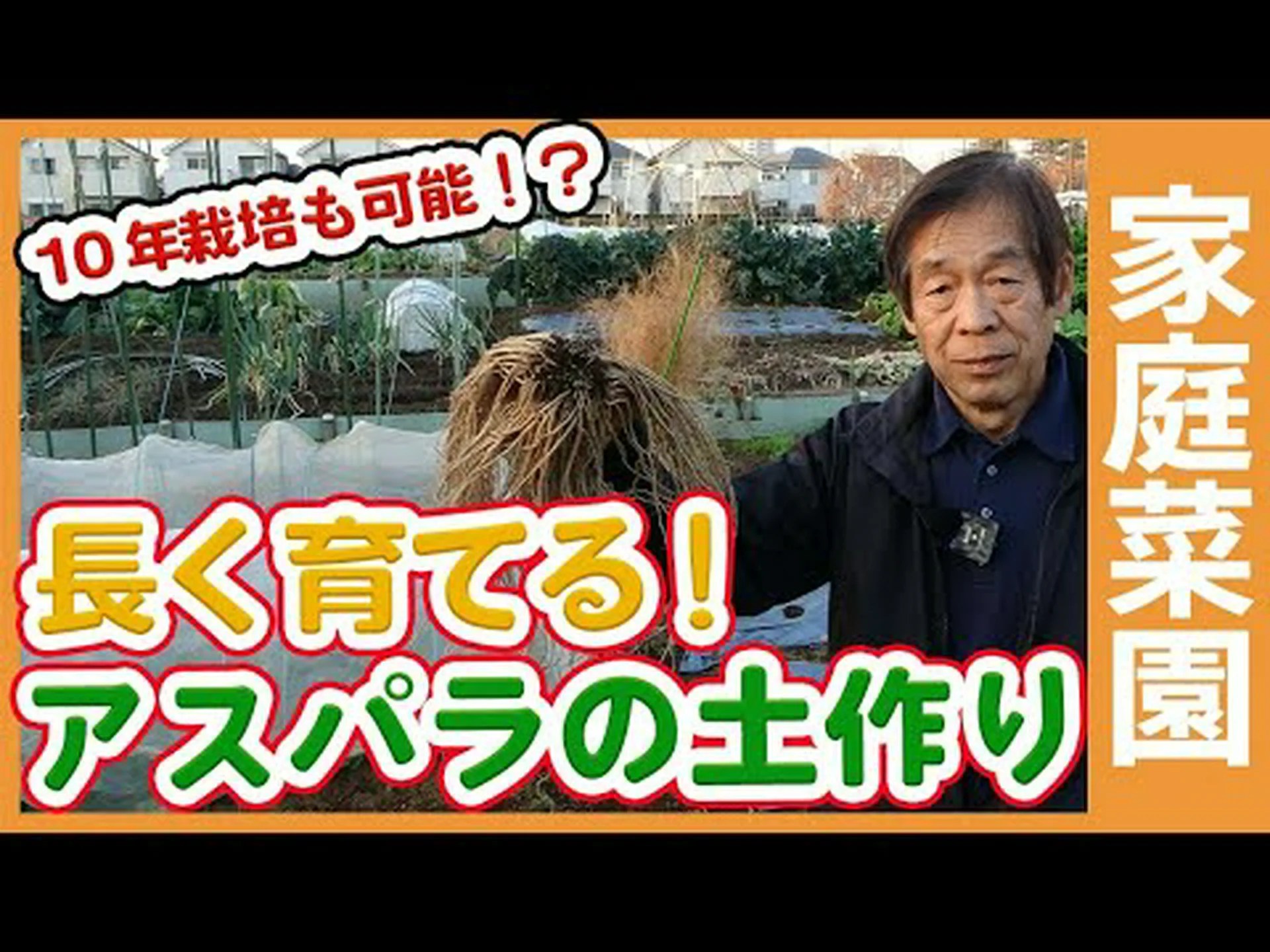 アスパラガスエンドウ、紫三つ葉 アスパラガスエンドウ、紫三つ葉