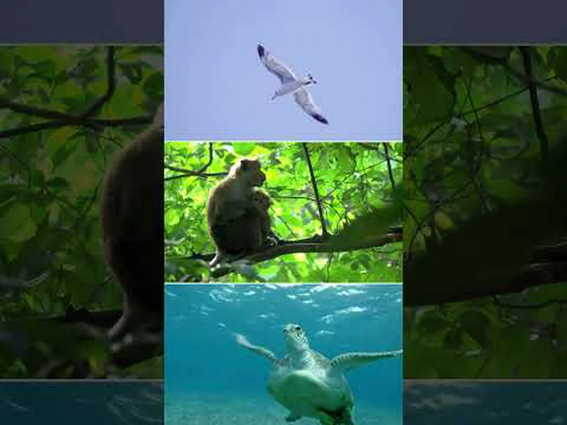 アイビー、生物多様性にとって有益な植物 アイビー、生物多様性にとって有益な植物