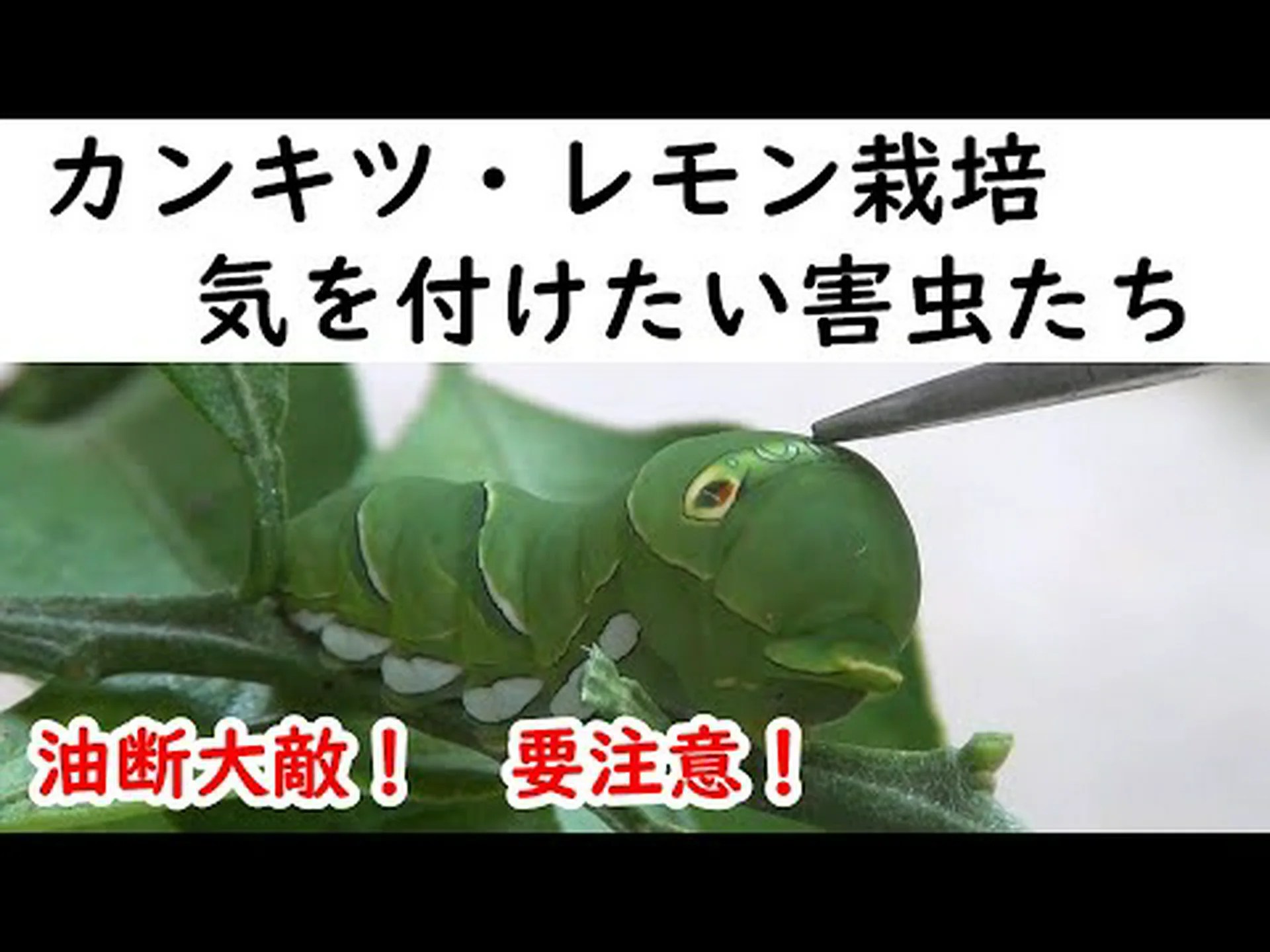 柑橘類の害虫 柑橘類の害虫