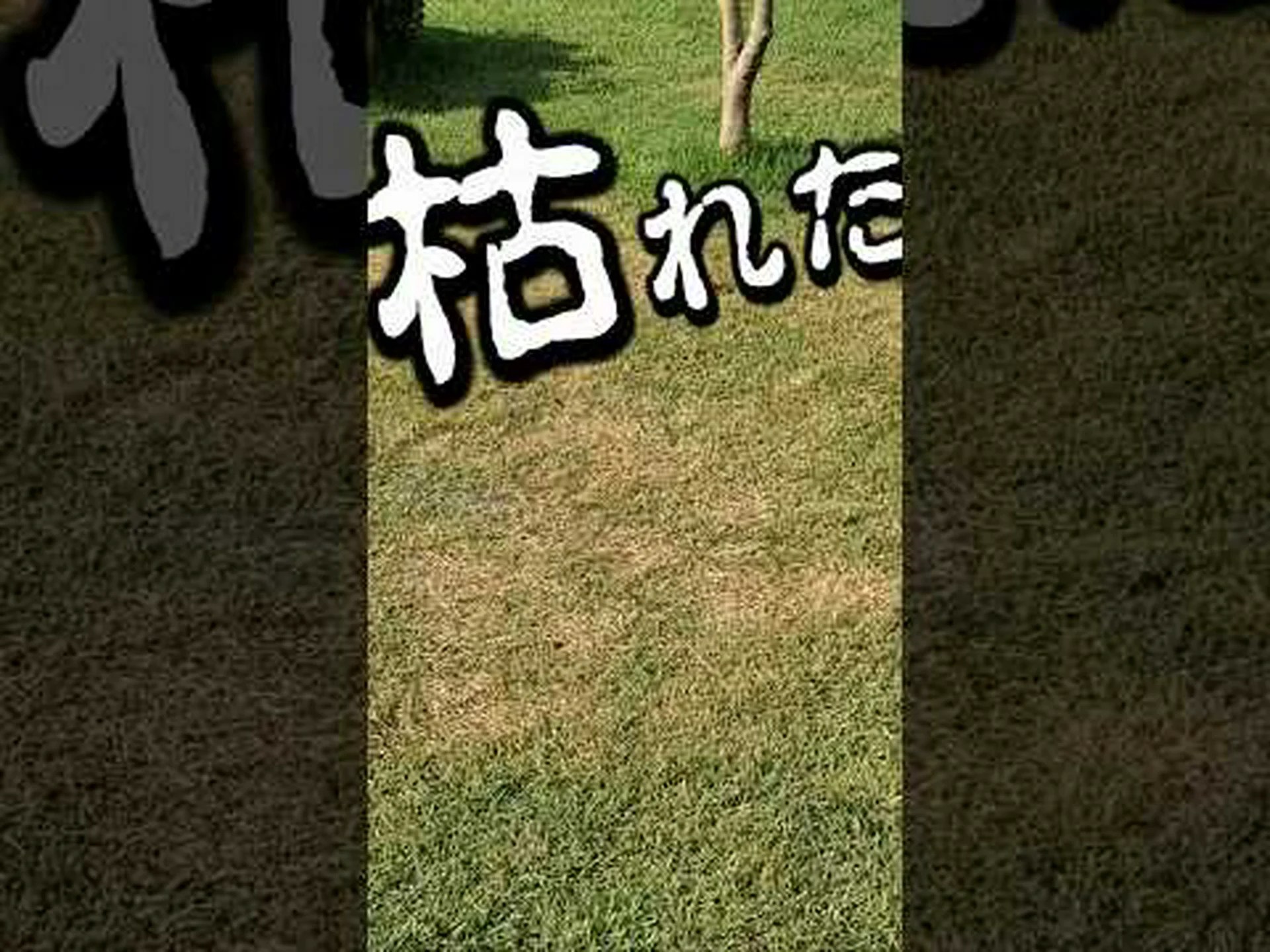 7つのステップで芝生を改修 7つのステップで芝生を改修