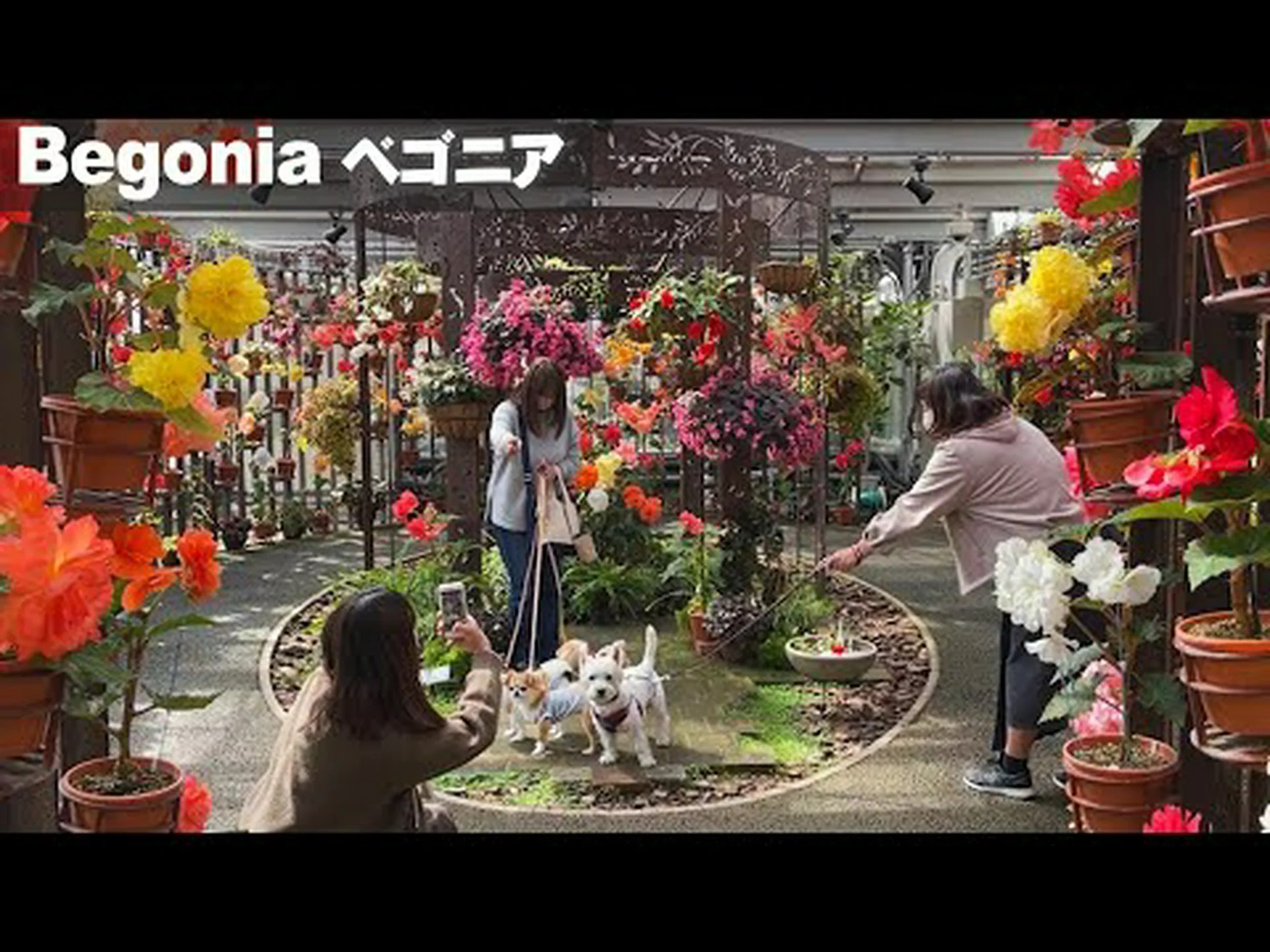 球根と根茎 球根と根茎