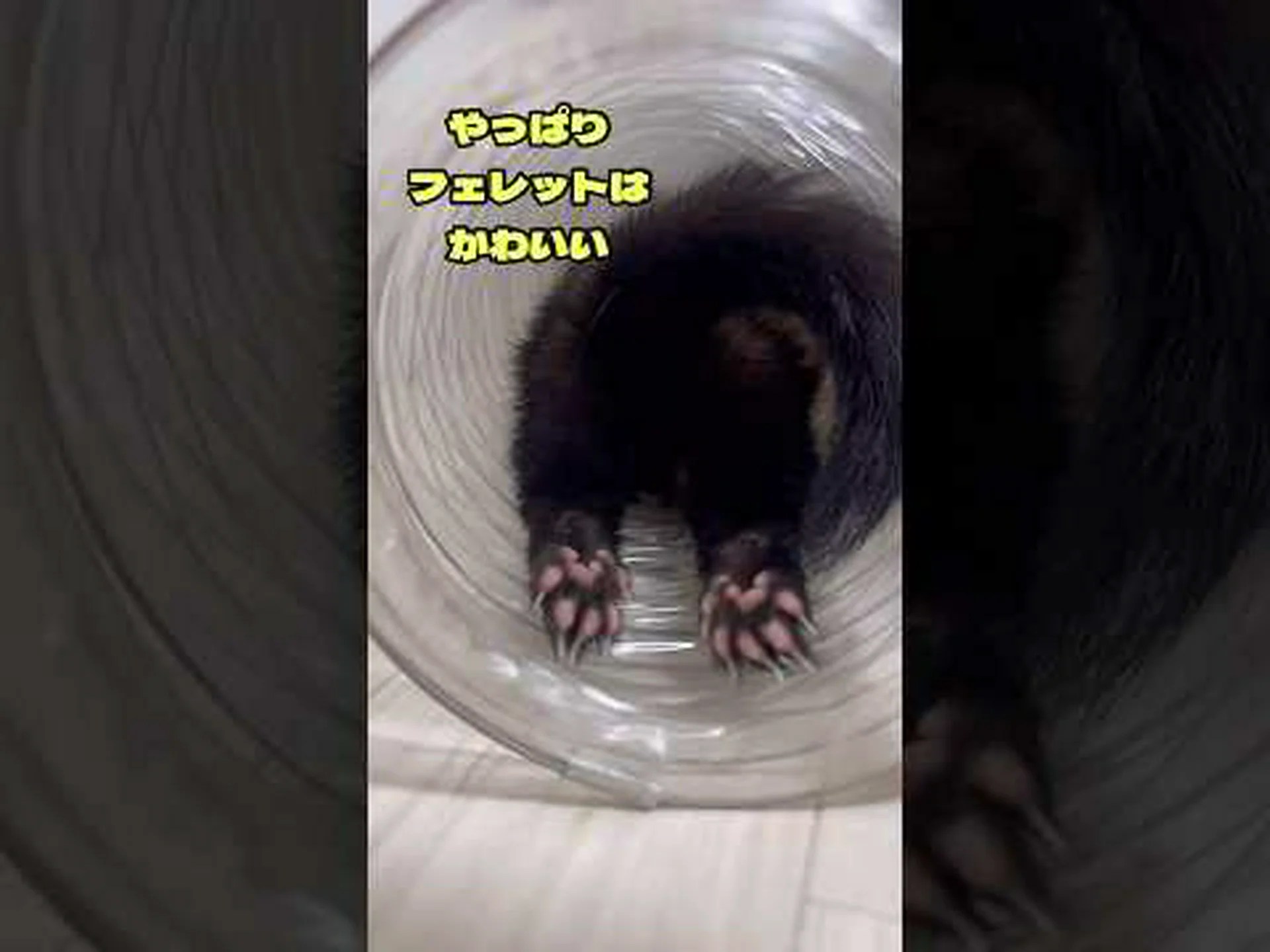 フェレットはとても人懐っこい小動物です フェレットはとても人懐っこい小動物です