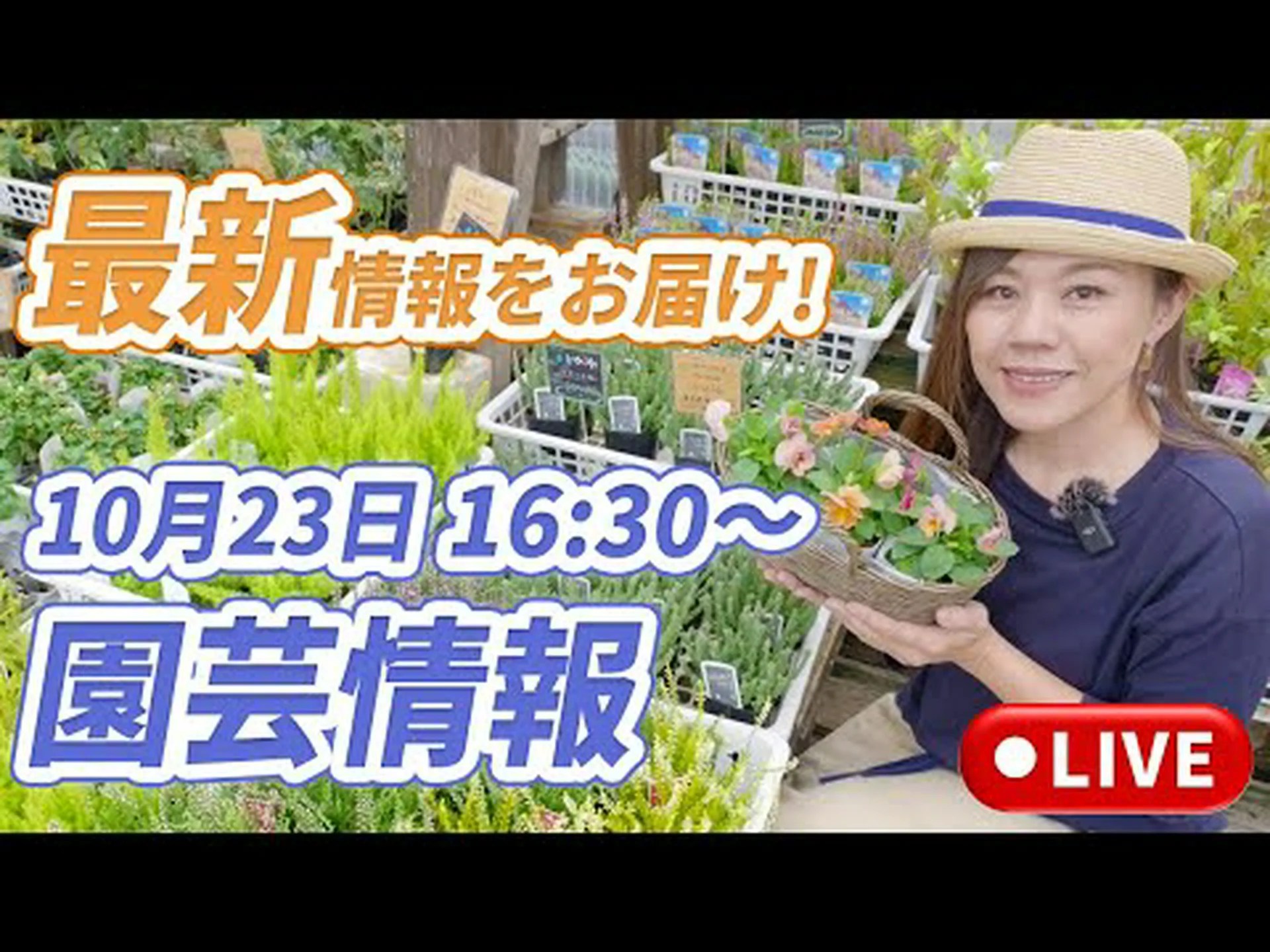 開花グーズベリー、ニセカシス 開花グーズベリー、ニセカシス