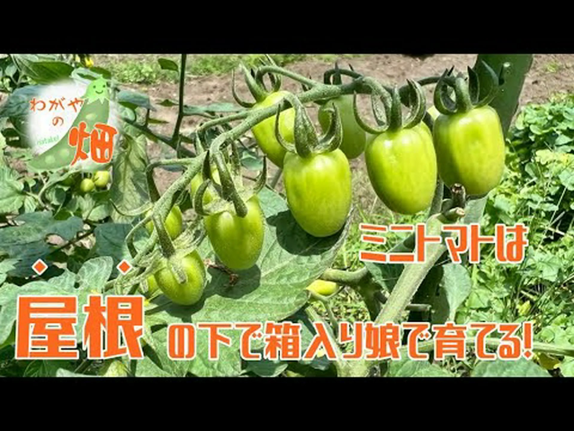 屋根の下での栽培 屋根の下での栽培