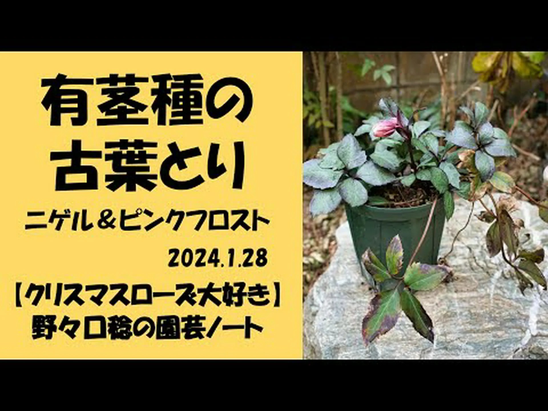 ニュージーランドのクリスマスツリー、ポフツカワ ニュージーランドのクリスマスツリー、ポフツカワ