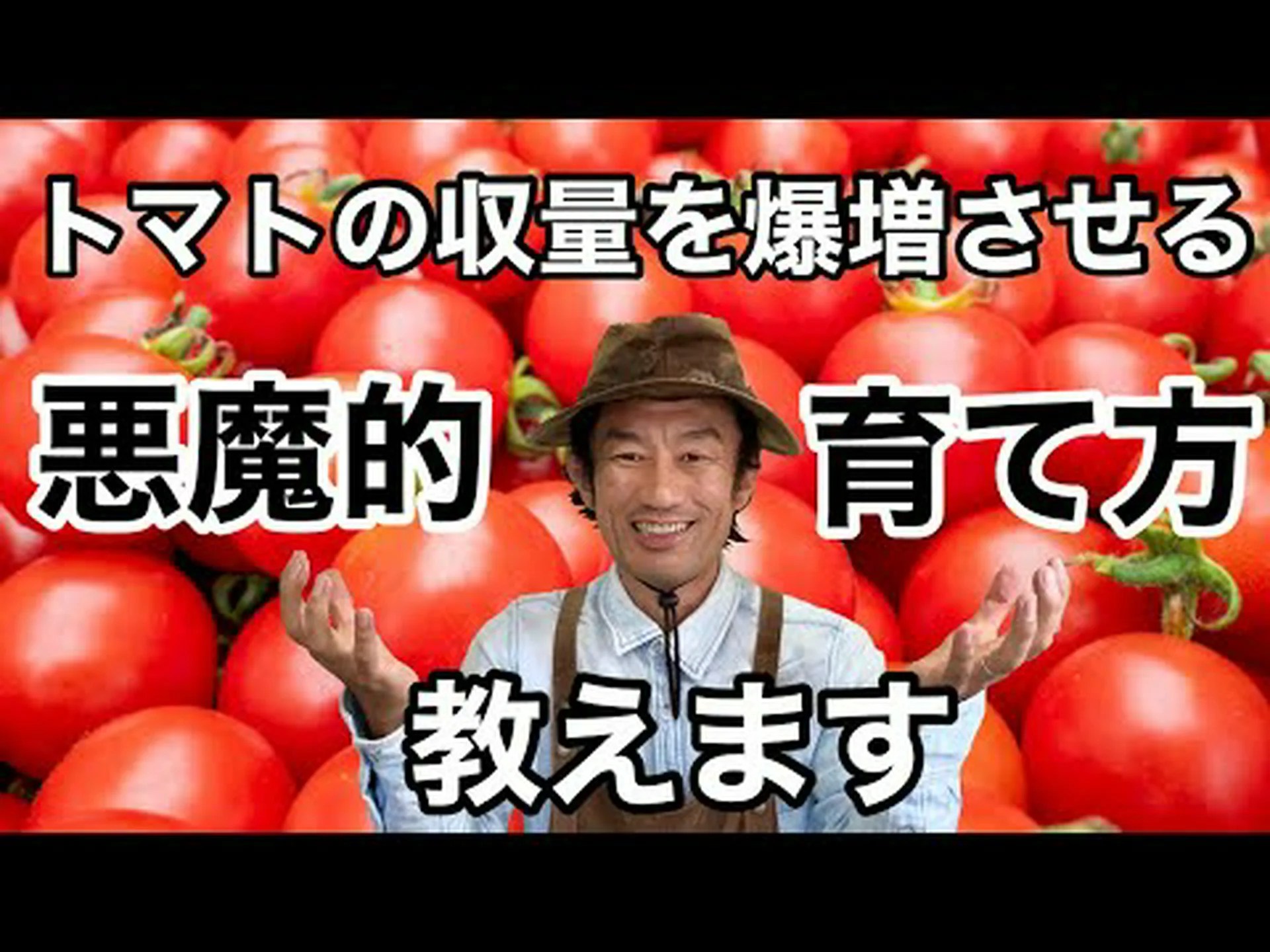 トマトの種を収穫する トマトの種を収穫する