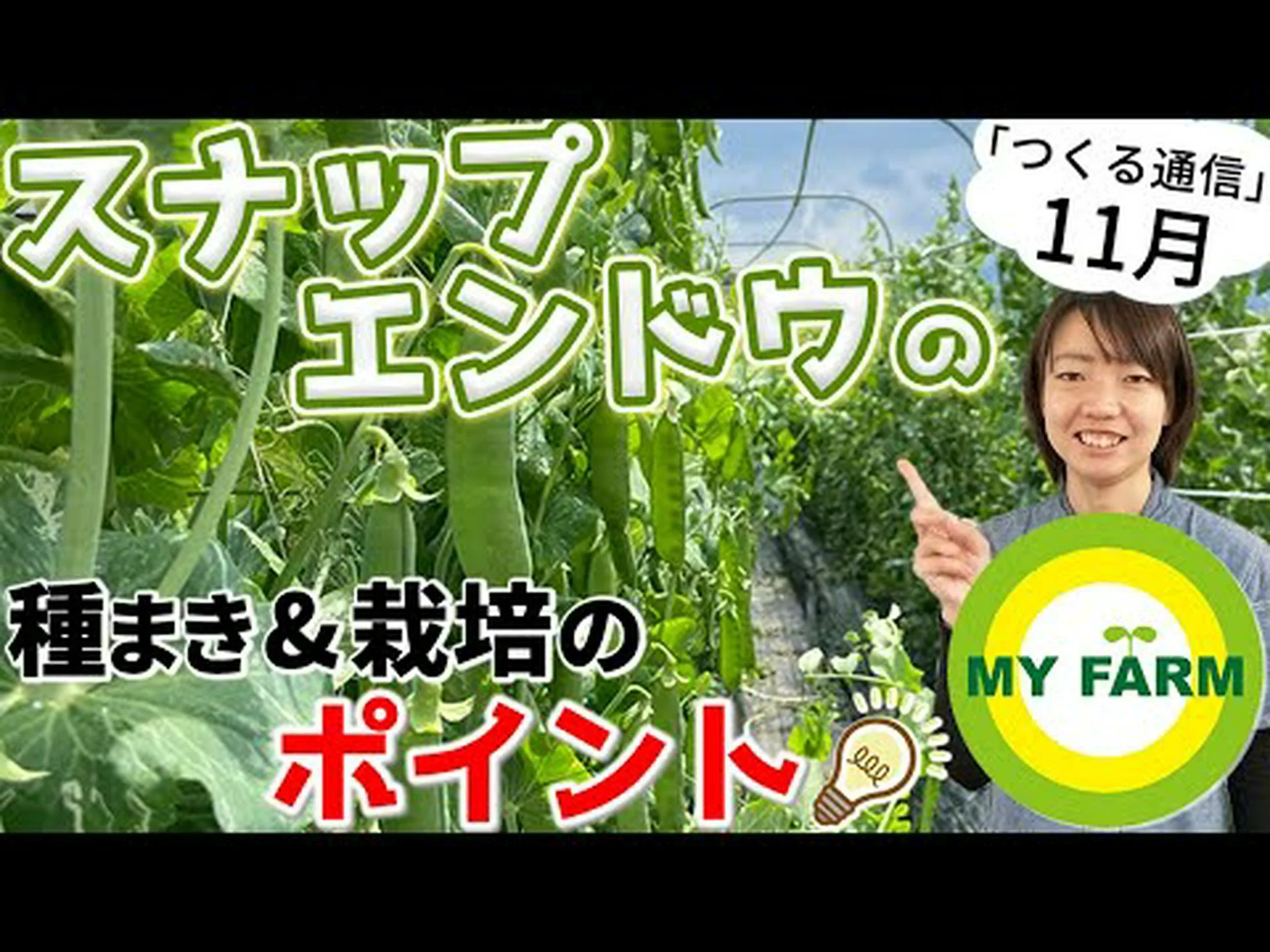 エンドウ豆の種を蒔いて育てる方法は? エンドウ豆の種を蒔いて育てる方法は?