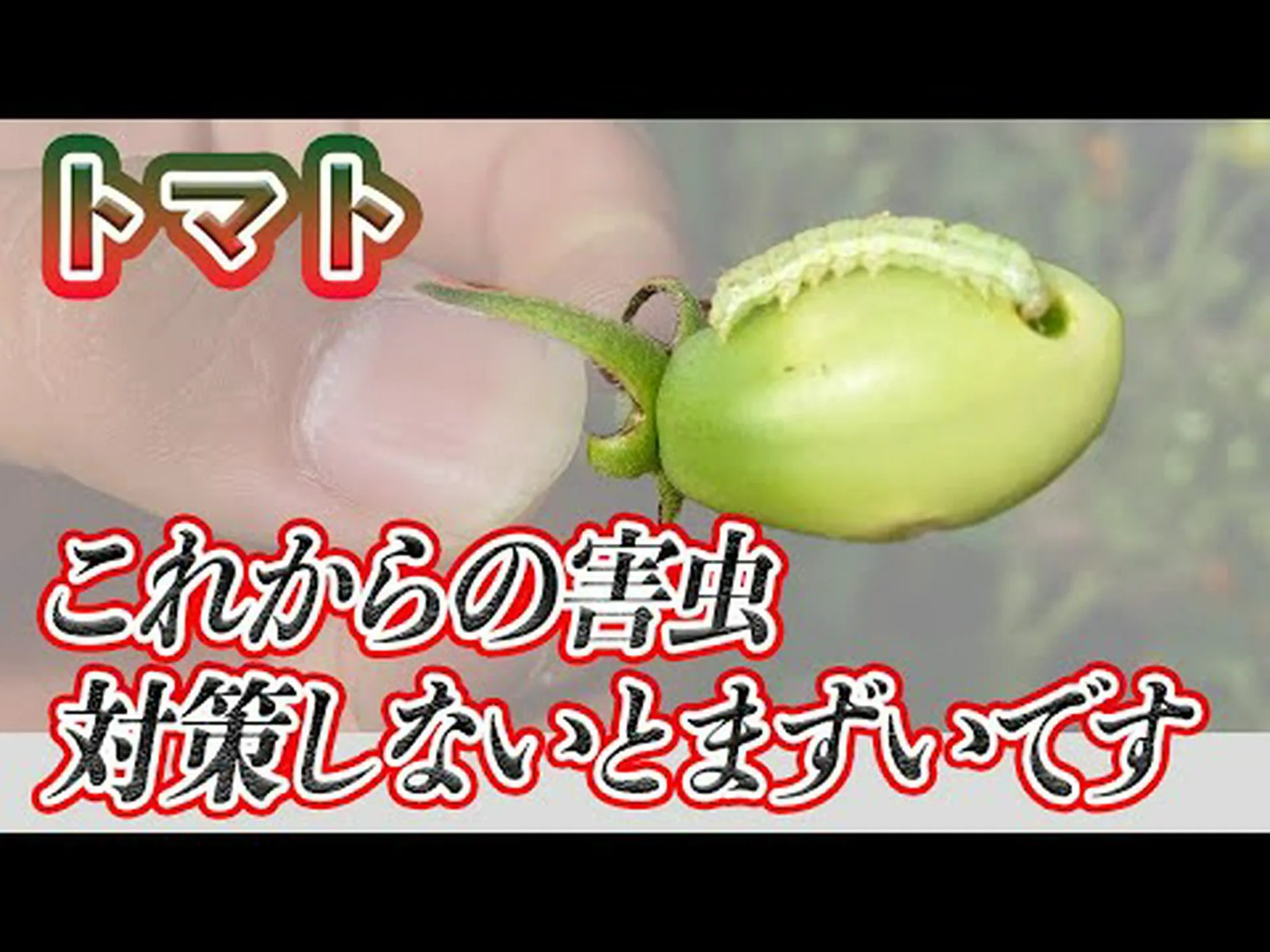 トマトの害虫 トマトの害虫