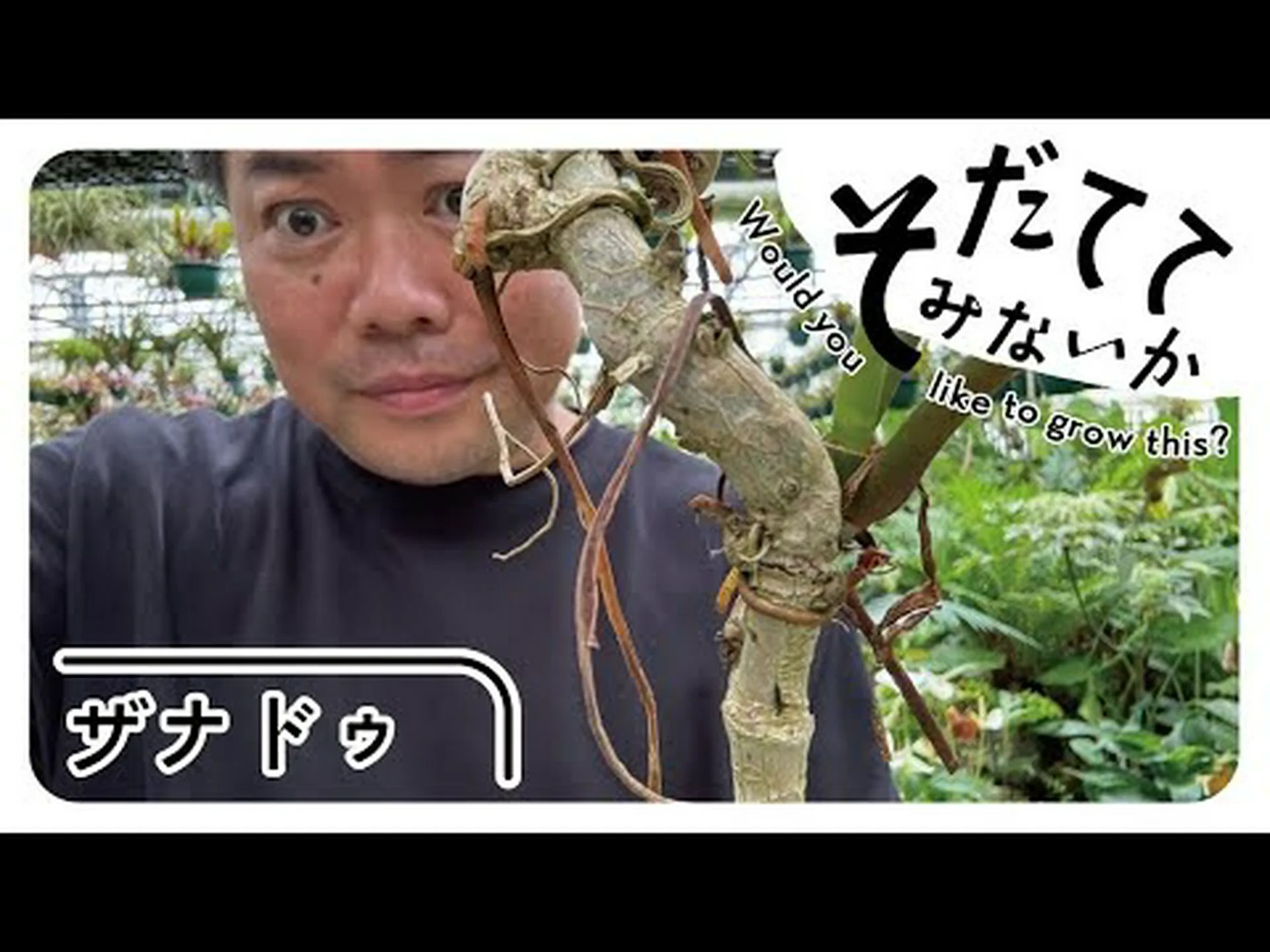 フィロデンドロン ザナドゥ フィロデンドロン ザナドゥ