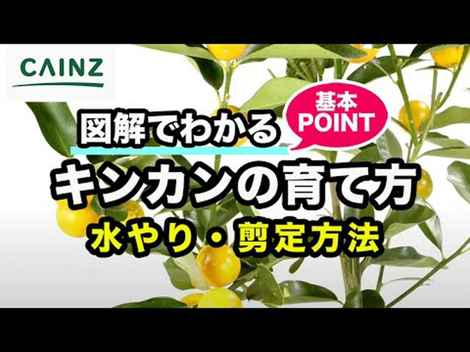 ながみ金柑(ながみきんかん) 楕円形の実をつけた金柑 ながみ金柑(ながみきんかん) 楕円形の実をつけた金柑