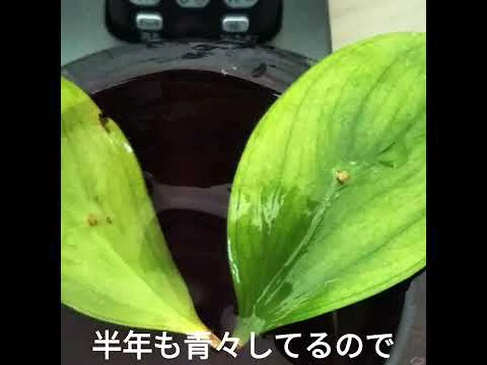 Ruscus 葉肉球菌 Ruscus 葉肉球菌