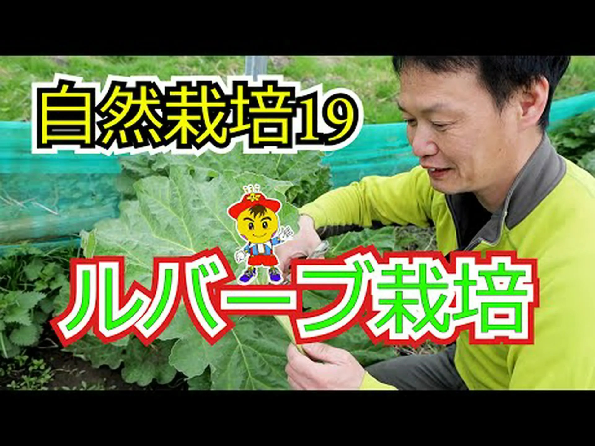 ルバーブの収穫 ルバーブの収穫