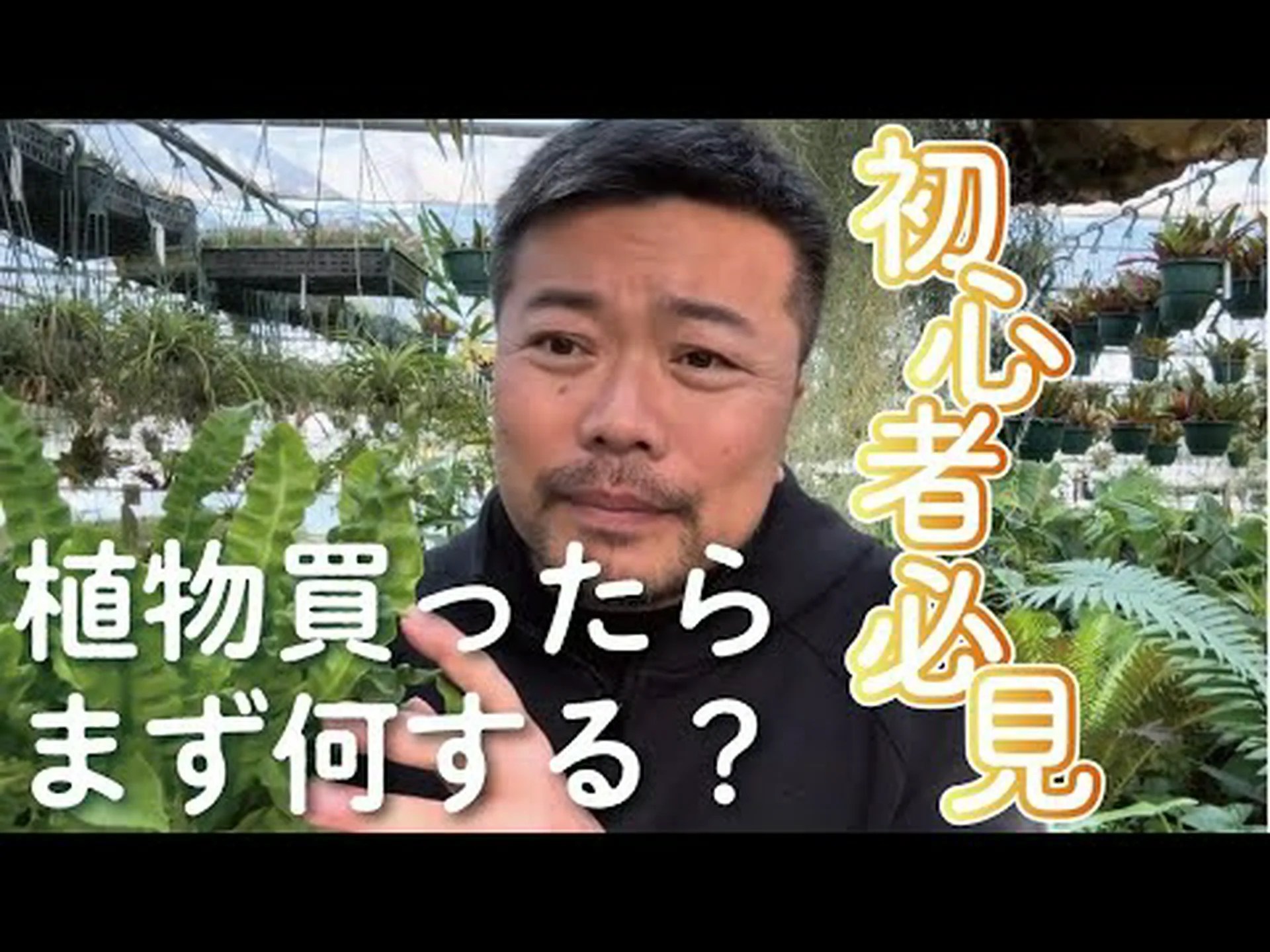 乾生植物 乾生植物