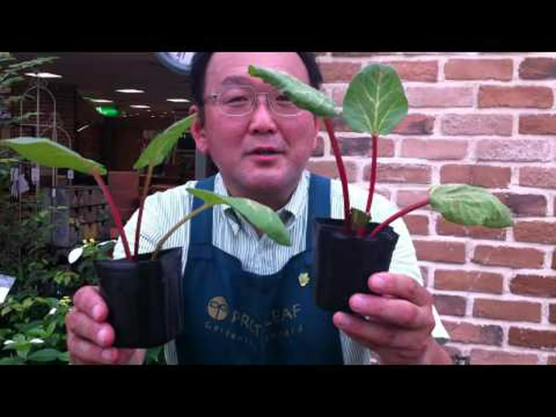 ルバーブ肥料 ルバーブ肥料