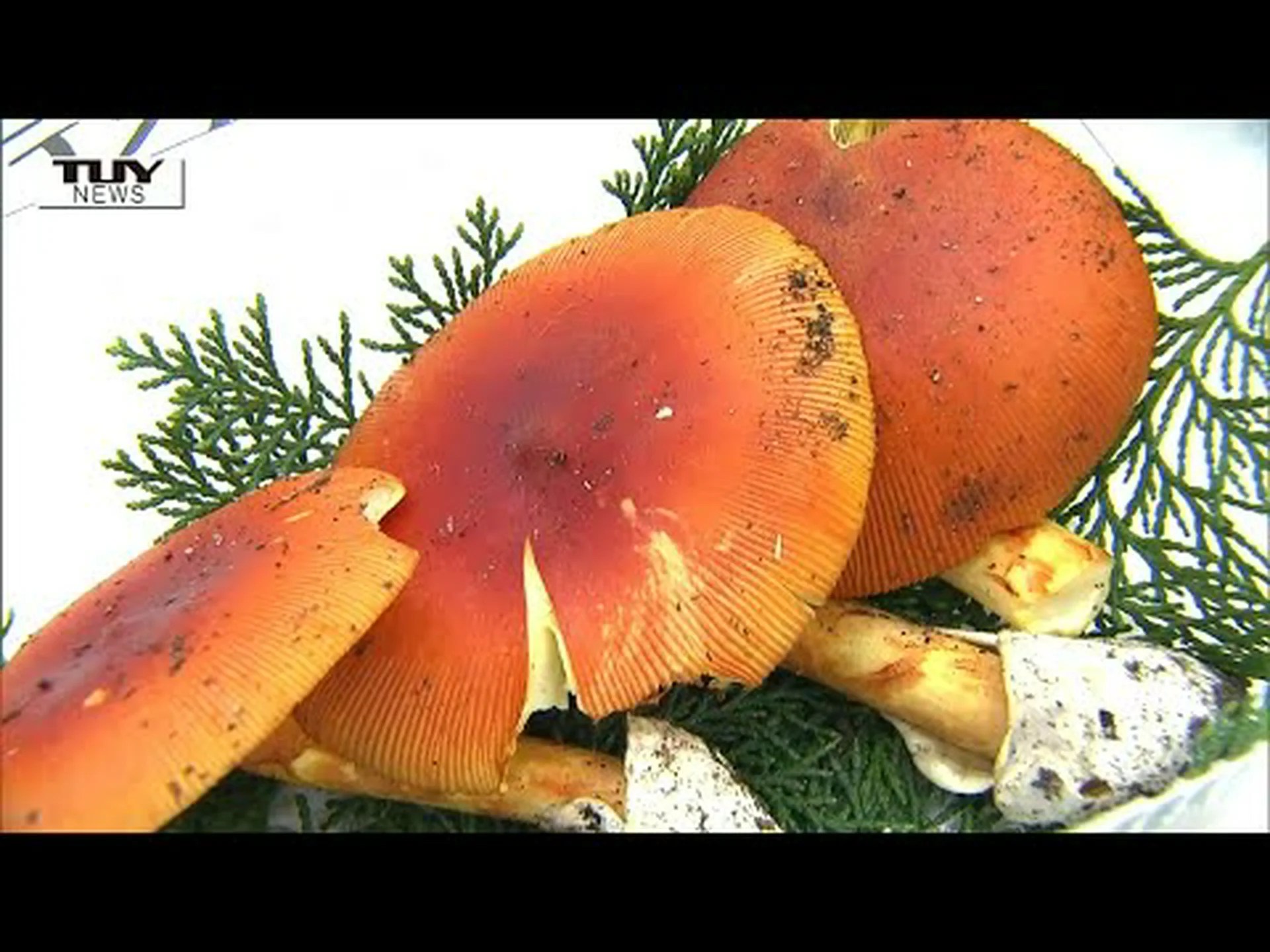 キノコの見分け方は? キノコの見分け方は?