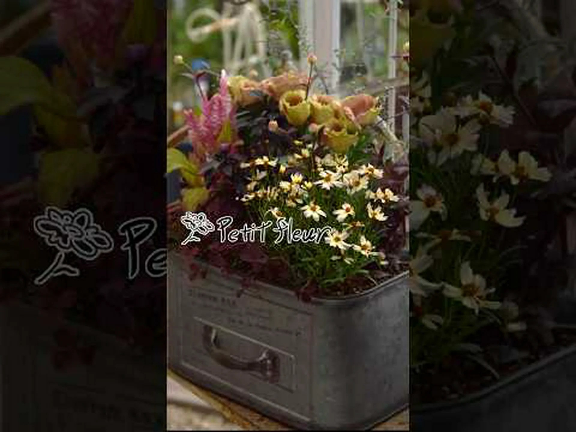 輪生コレオプシス、針葉コレオプシス 輪生コレオプシス、針葉コレオプシス