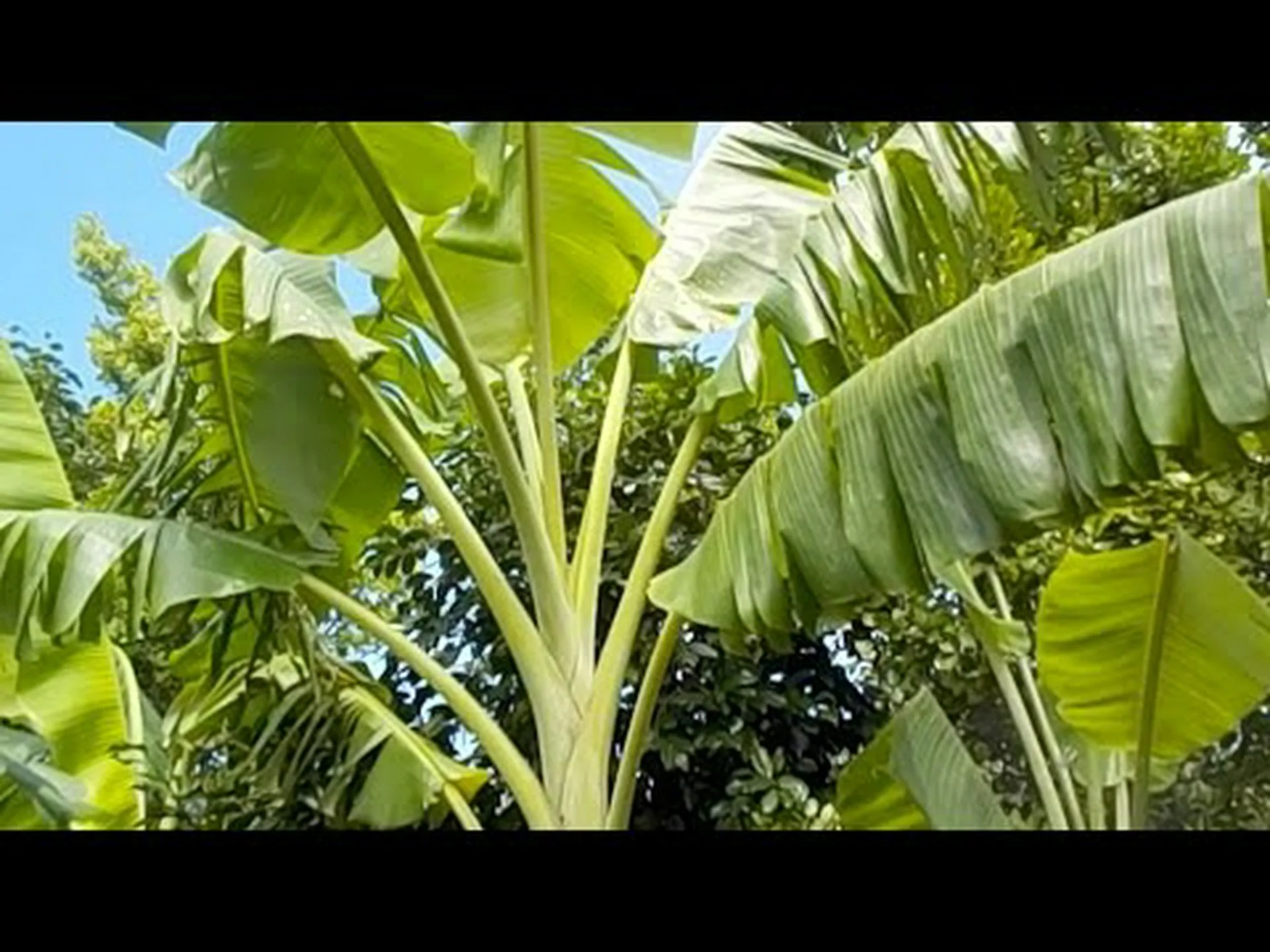 バナナの低木 バナナの低木