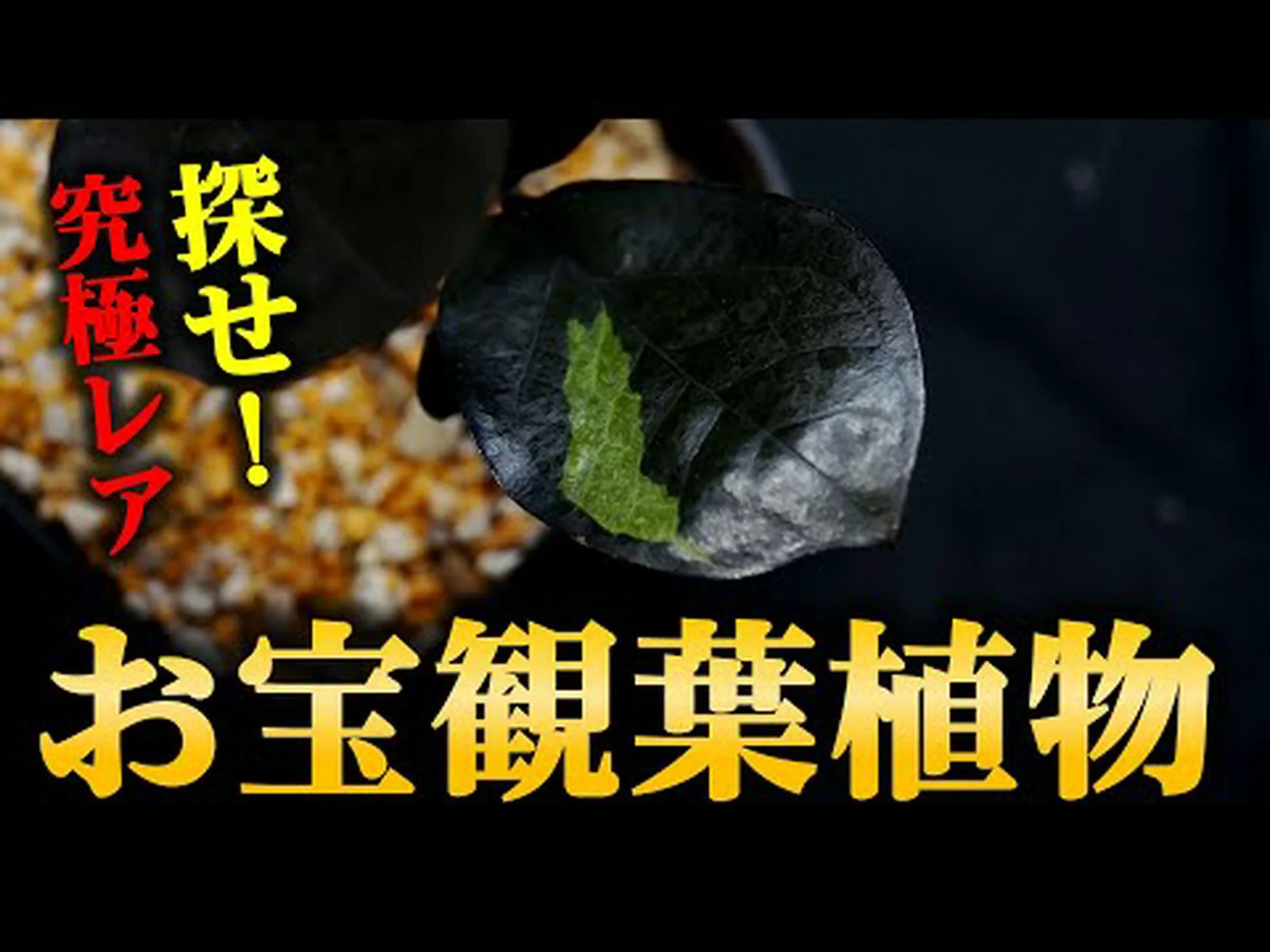 レイブンズクロー、デビルズタン レイブンズクロー、デビルズタン