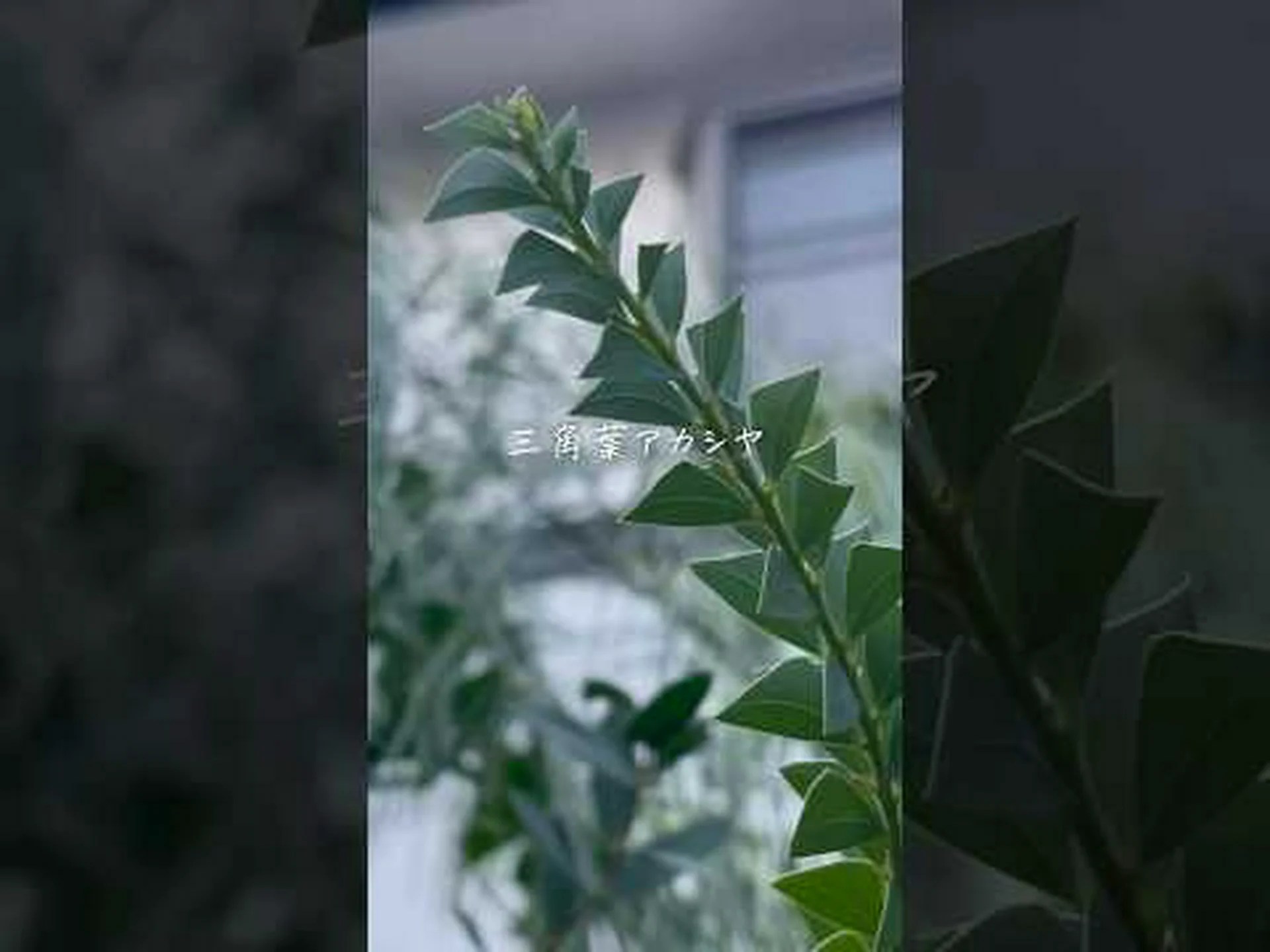 パリのミモザ、レンギョウ パリのミモザ、レンギョウ