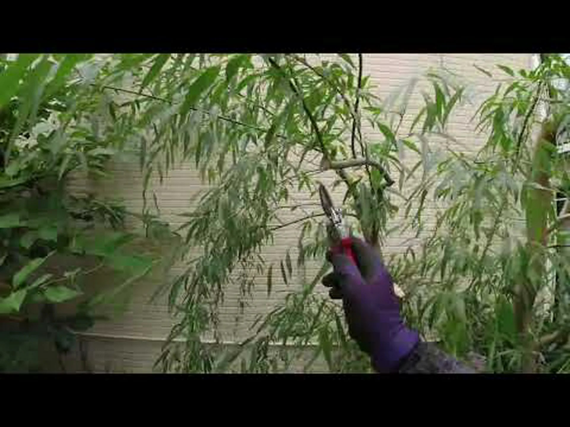 シダレヤナギ マルソー シダレヤナギ マルソー