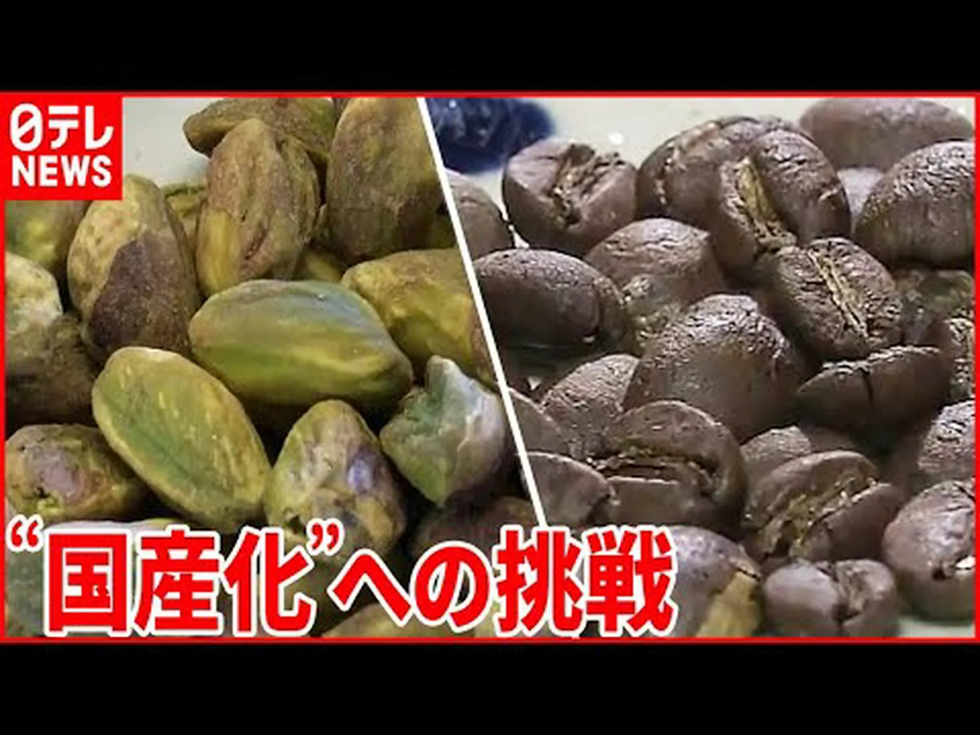 ピスタチオテレビンス ピスタチオテレビンス