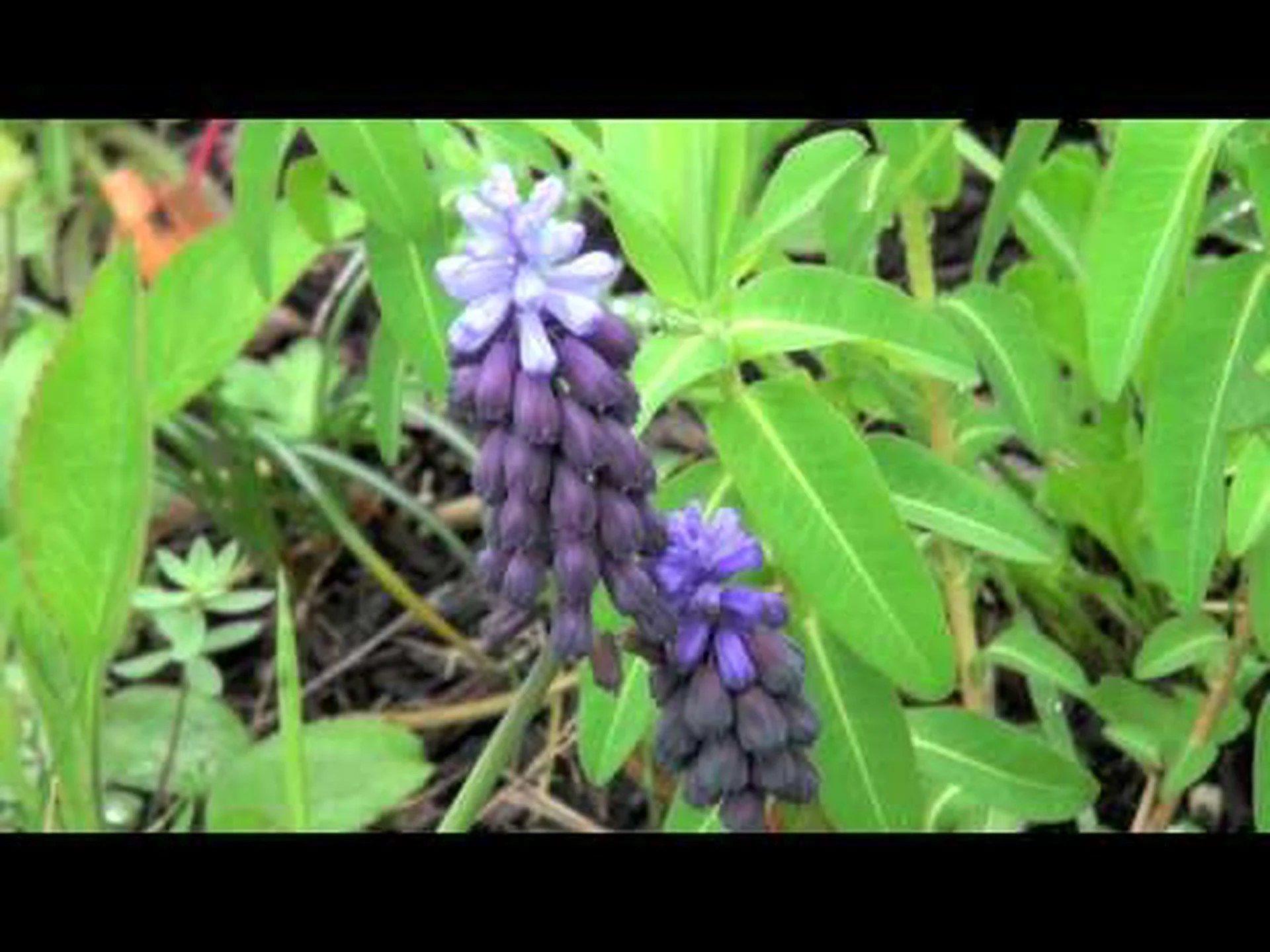 ムスカリ ラティフォリウム ムスカリ ラティフォリウム