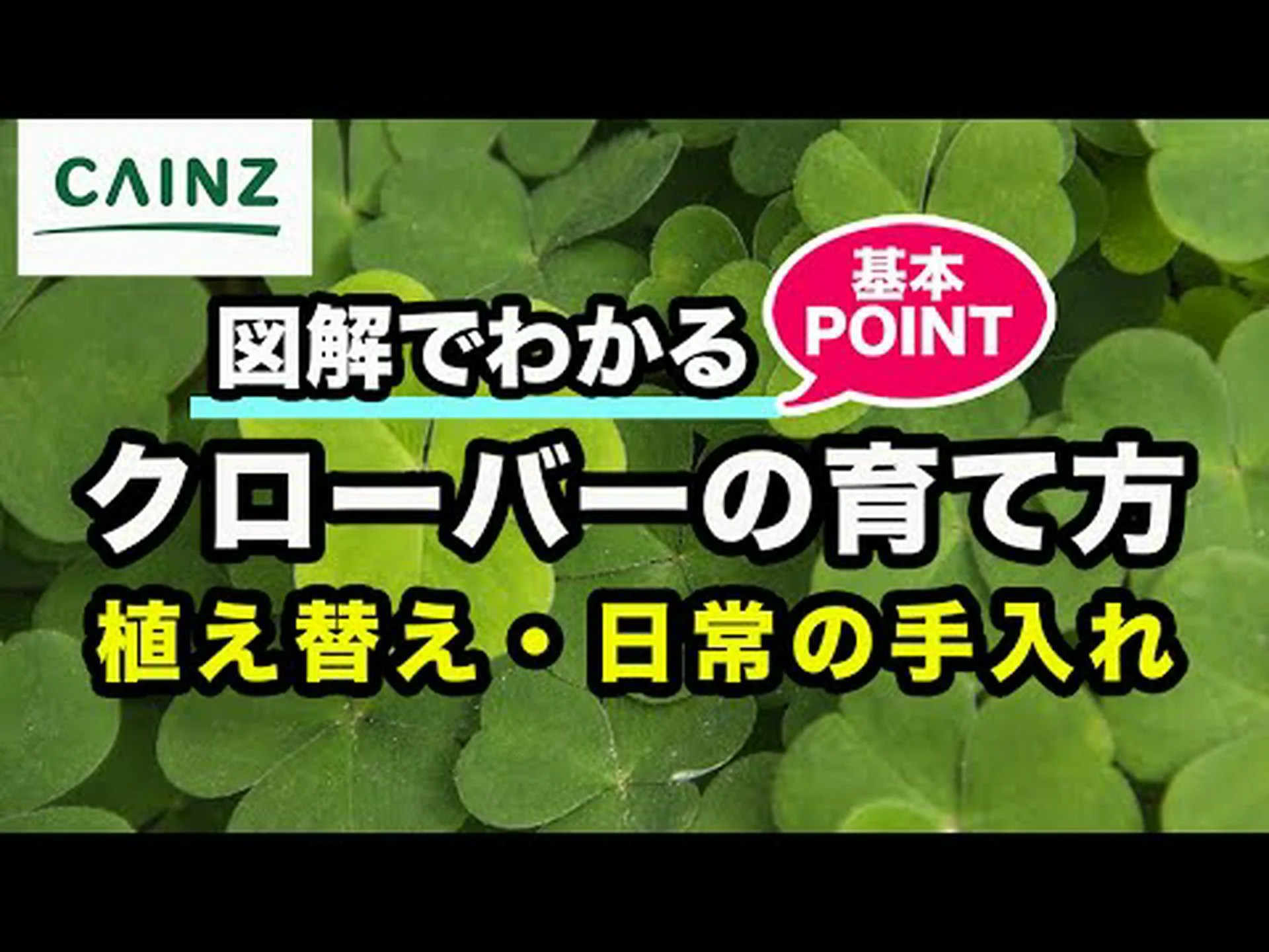 ツンベルグのクローバー ツンベルグのクローバー