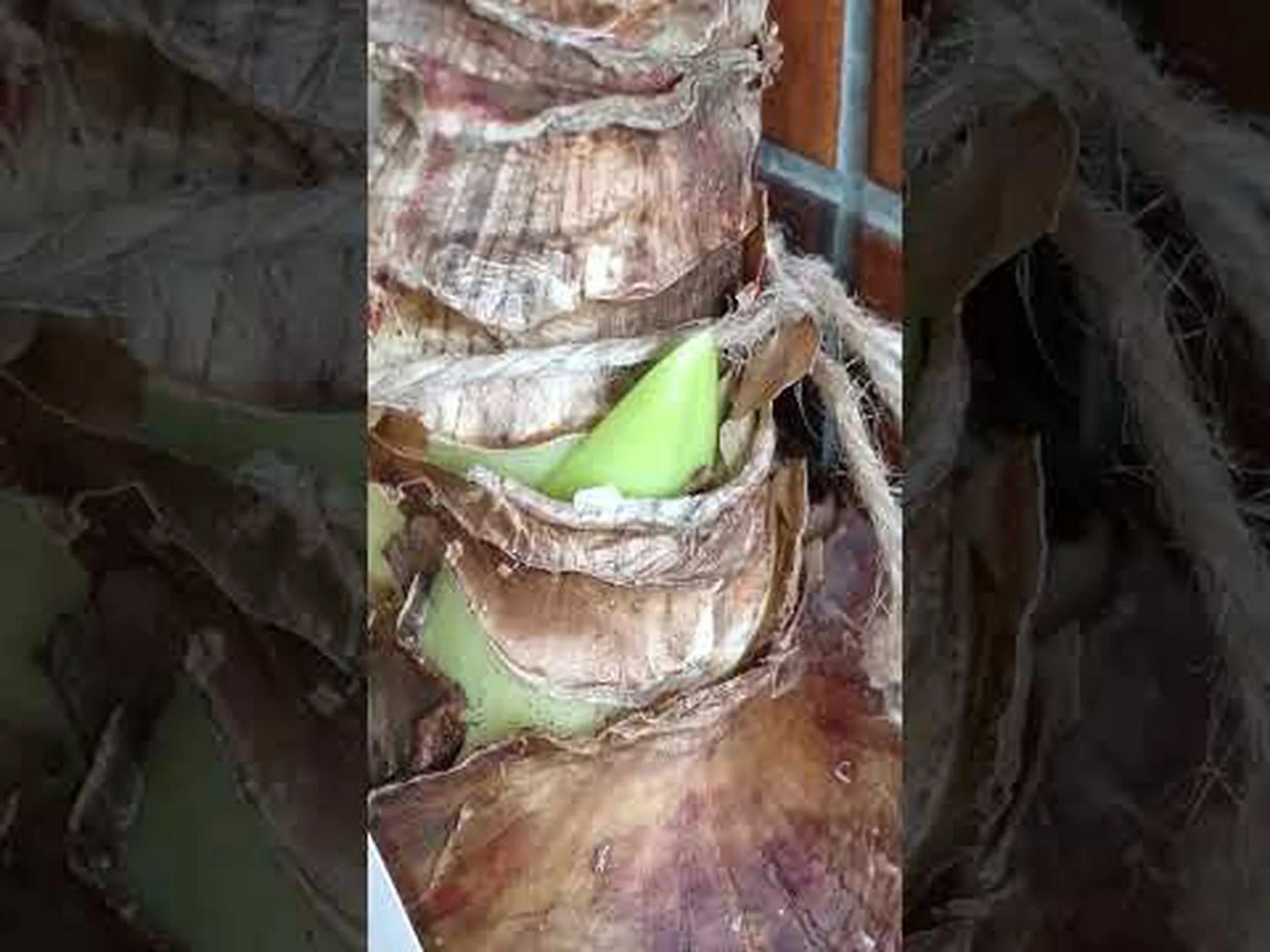 アマリリス シビスター アマリリス シビスター