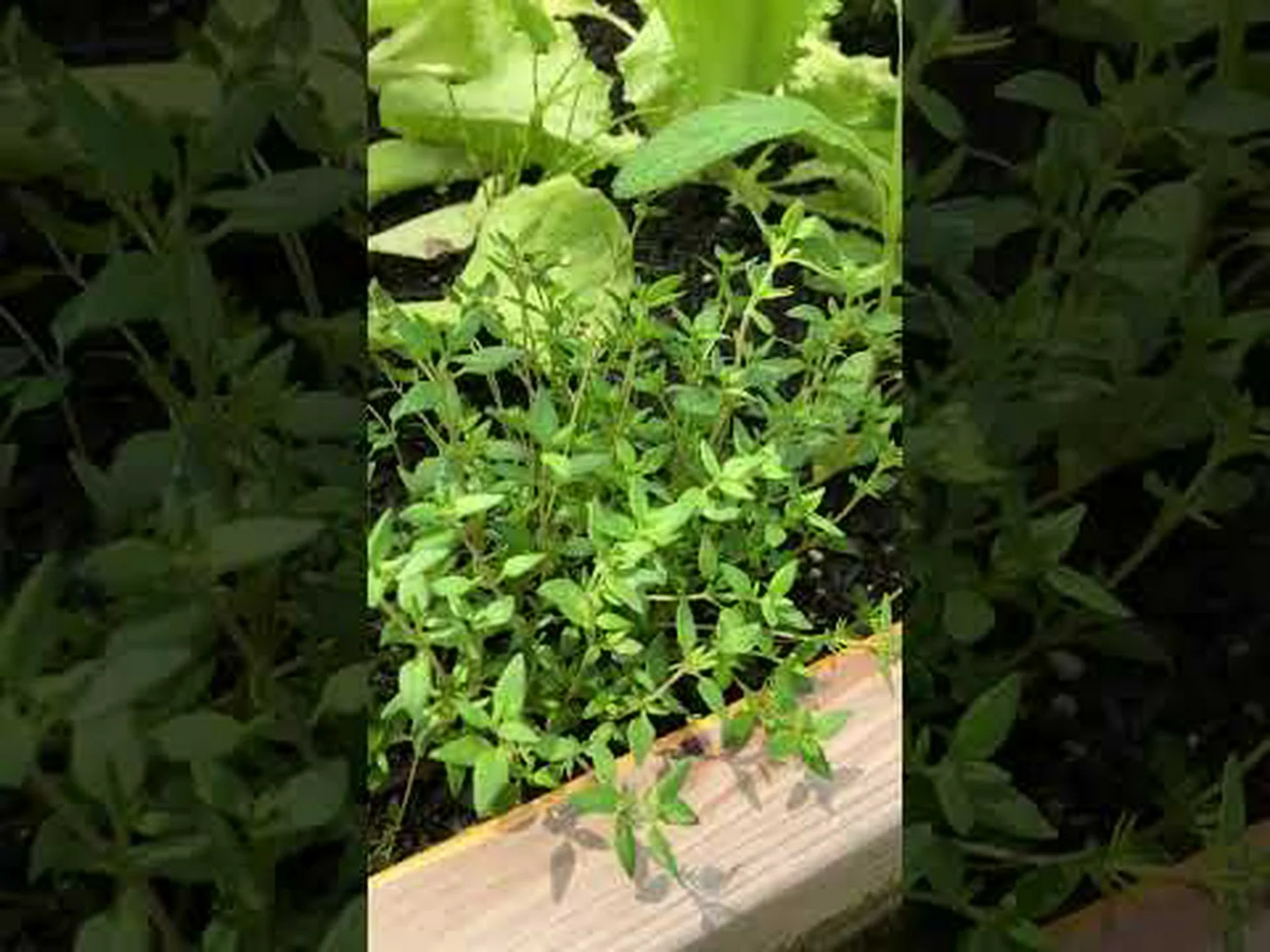 ワイルドタイムセージ、パープルグラハムセージ ワイルドタイムセージ、パープルグラハムセージ