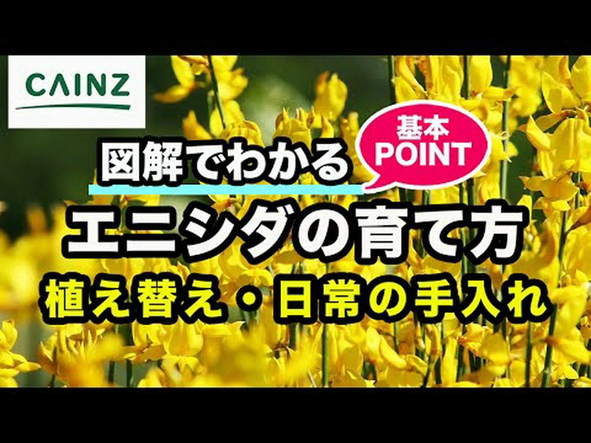キャシエ、インディアンキバナム、偽センナ、ゴールデンシャワー キャシエ、インディアンキバナム、偽センナ、ゴールデンシャワー