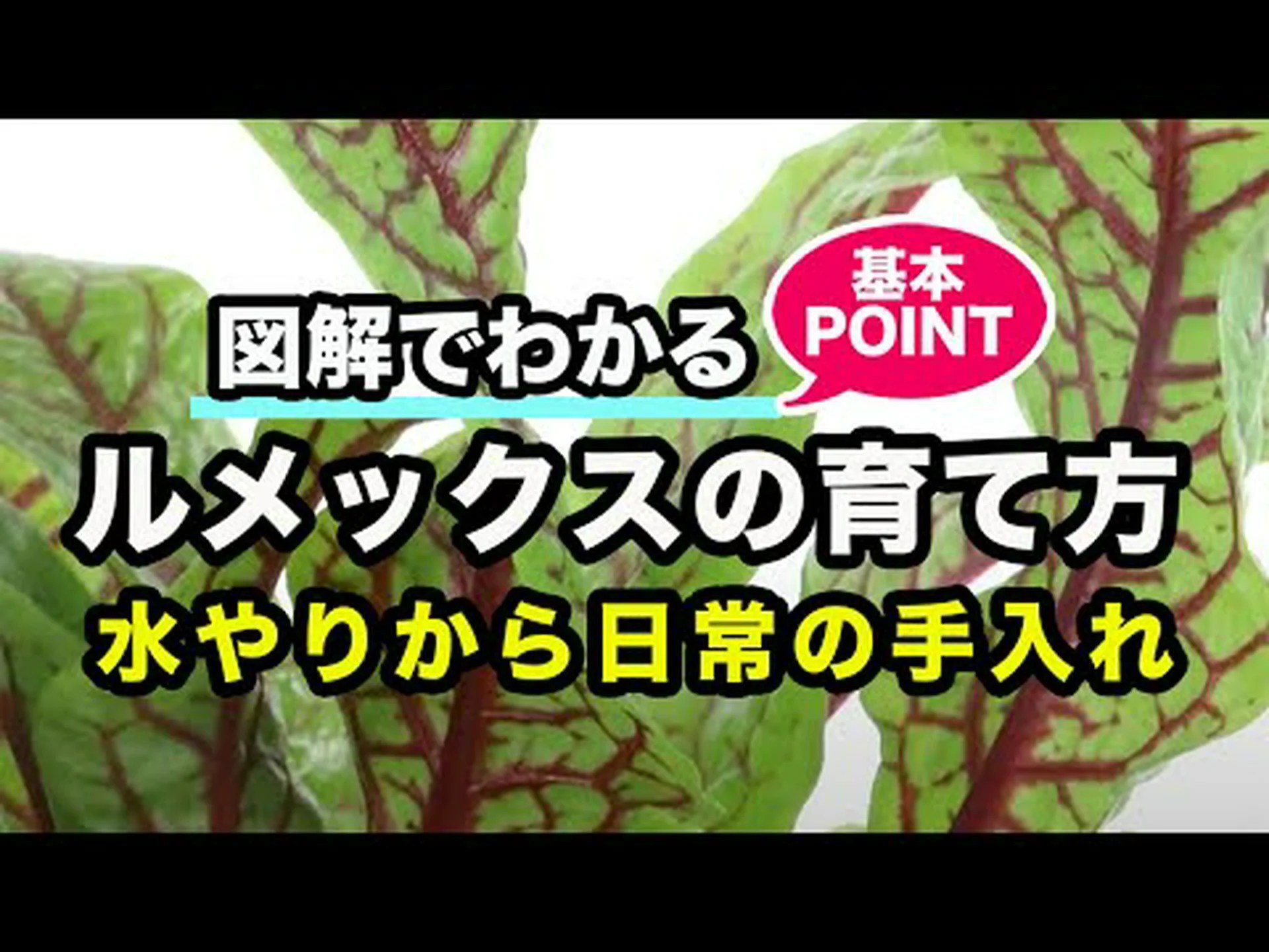 ルメックスを排除する ルメックスを排除する